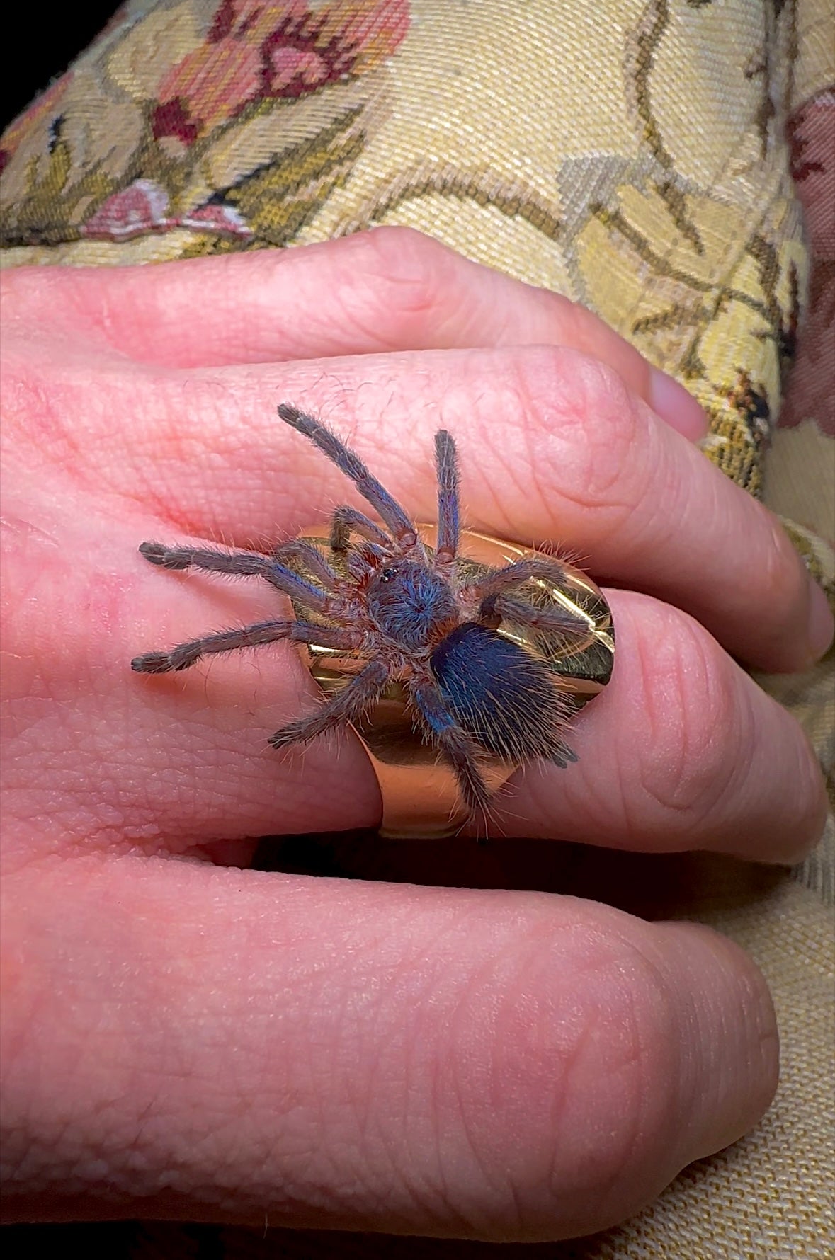 Dolichothele diamantinensis 1.5 inch unsexed sling on hand