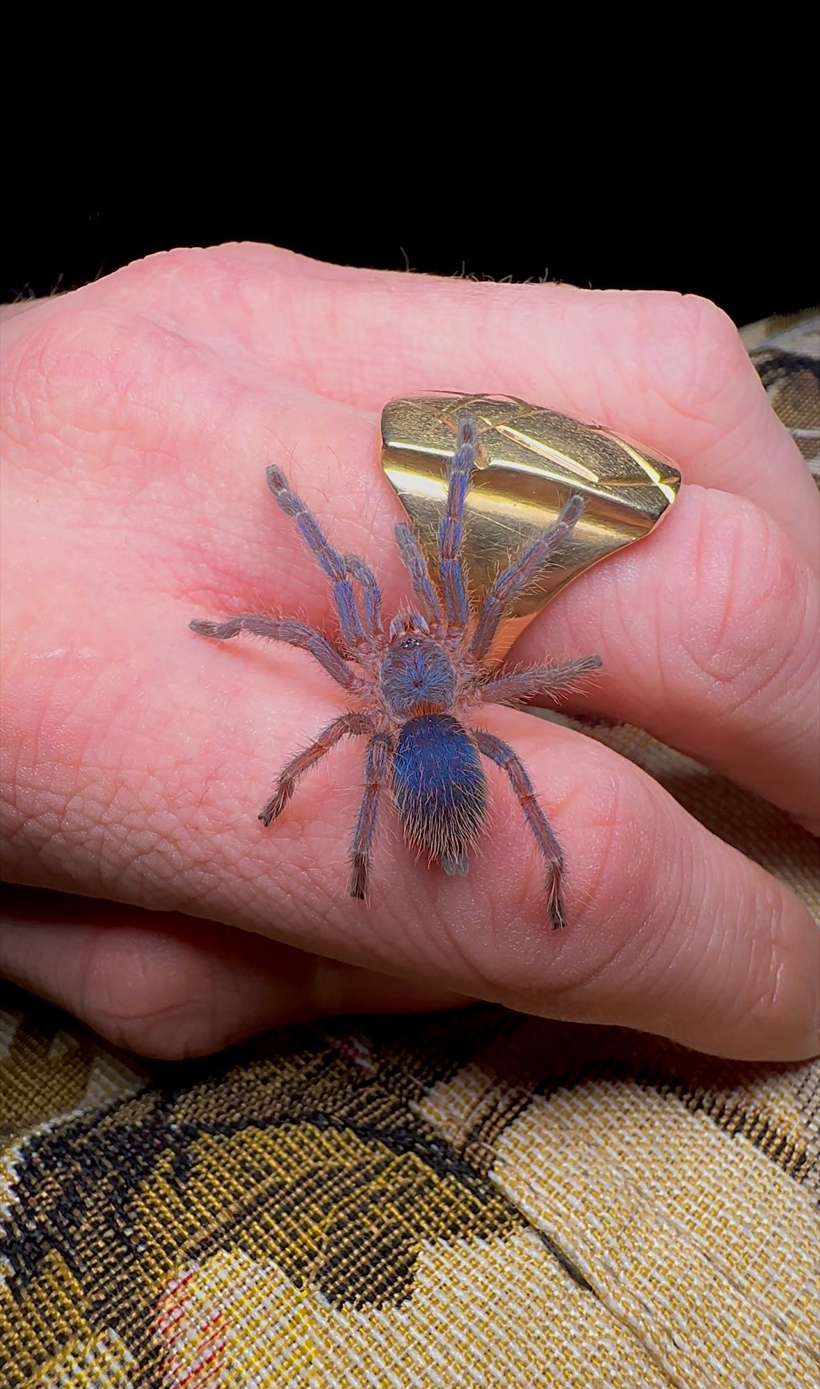 Brazilian blue dwarf beauty tarantula 1.5 inch unsexed sling size on hand
