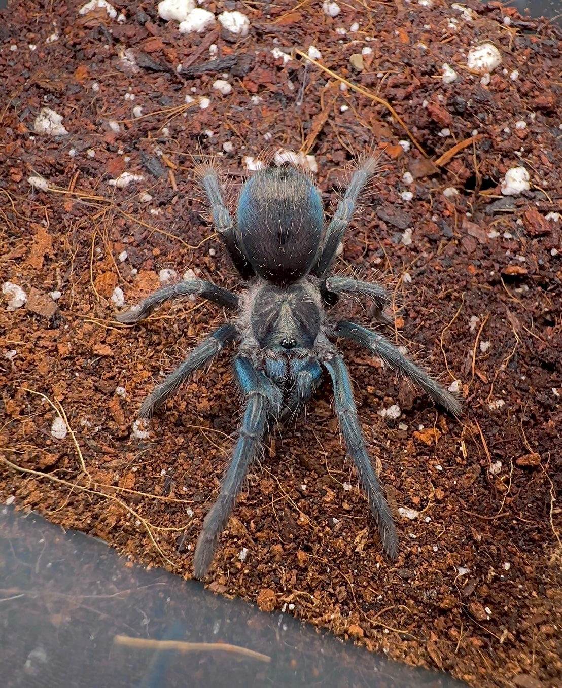 Goliath golden green bird eater juvenile female close up Phormictopus sp. green gold carapace