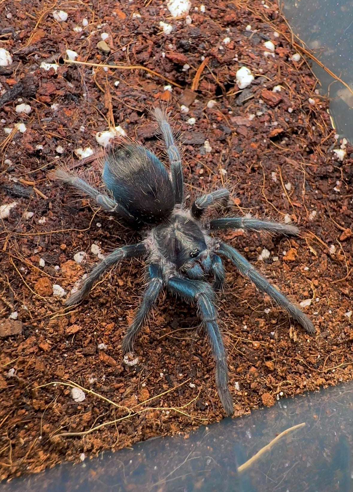 1.5 + inch unsexed Phormictopus sp. full green tarantula
