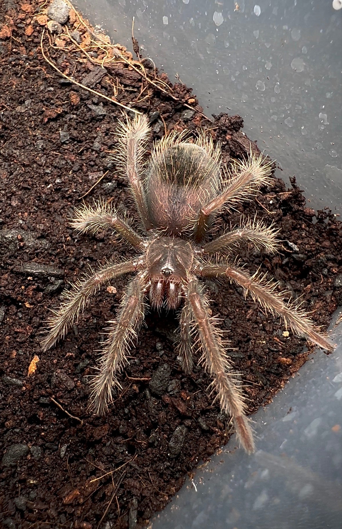 3 inch male Xenenthis intermedia close up
