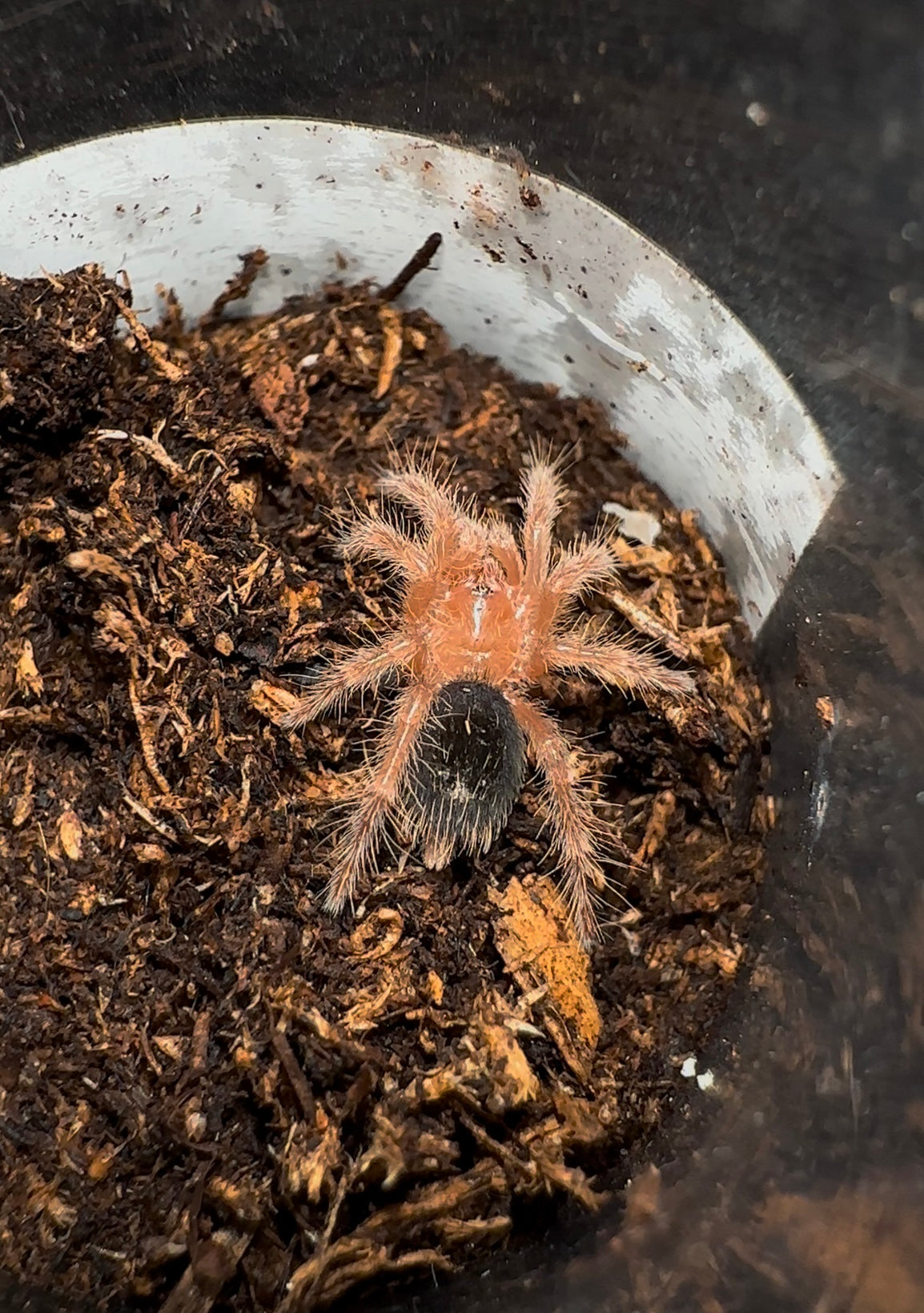 Grammostola pulchripes 0.5 inch sling Chaco golden knee tarantula