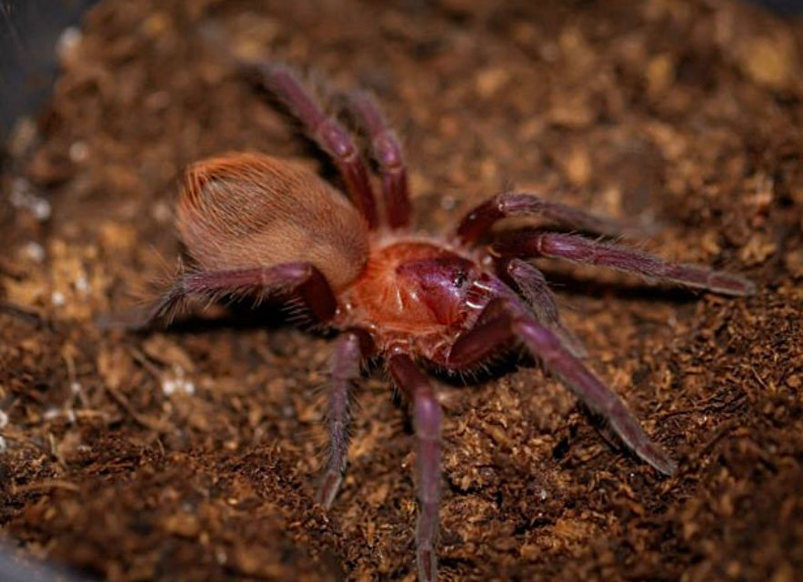 Juvenile C. Cyaneus tarantula close up - Orange/Violet Masked Tarantula