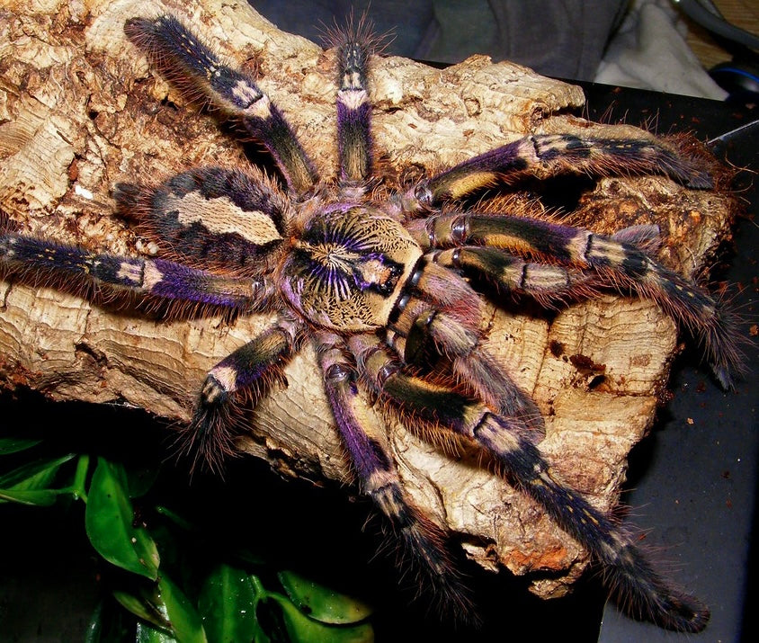 Poecilotheria Ornata Adult Female Tarantula close up