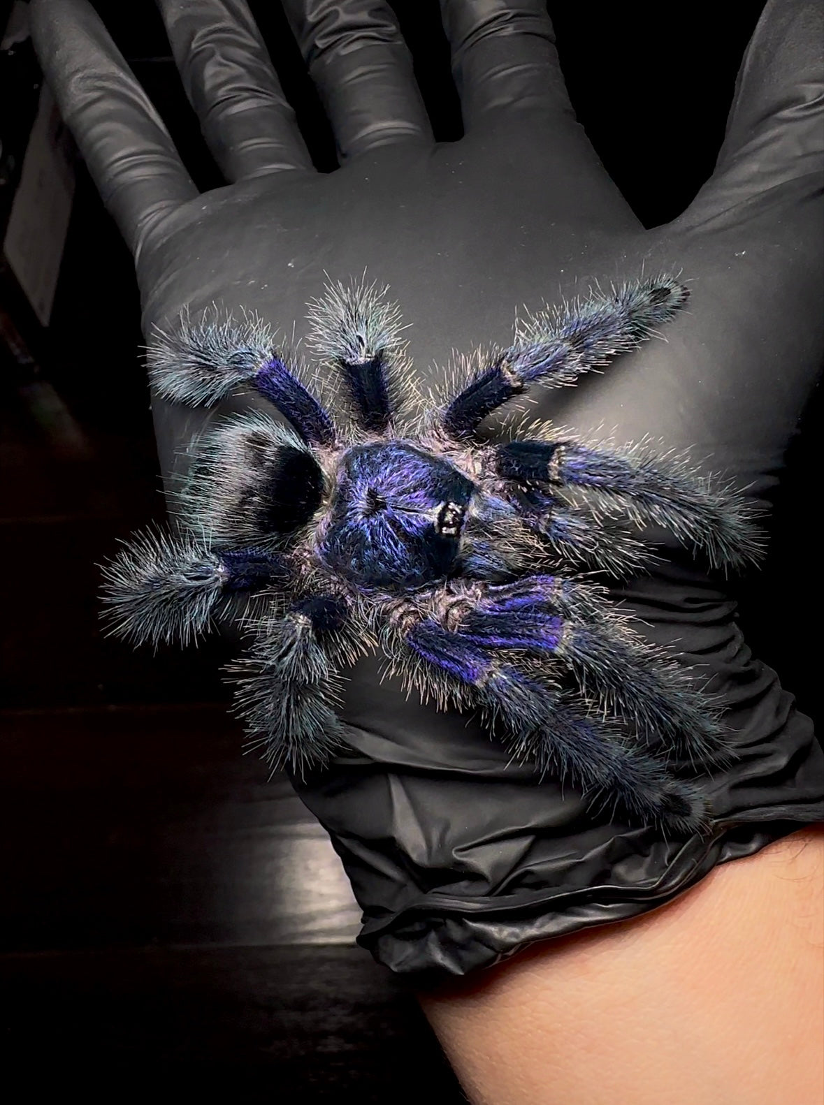 Royal purple pink toe tarantula close up on hand for sale