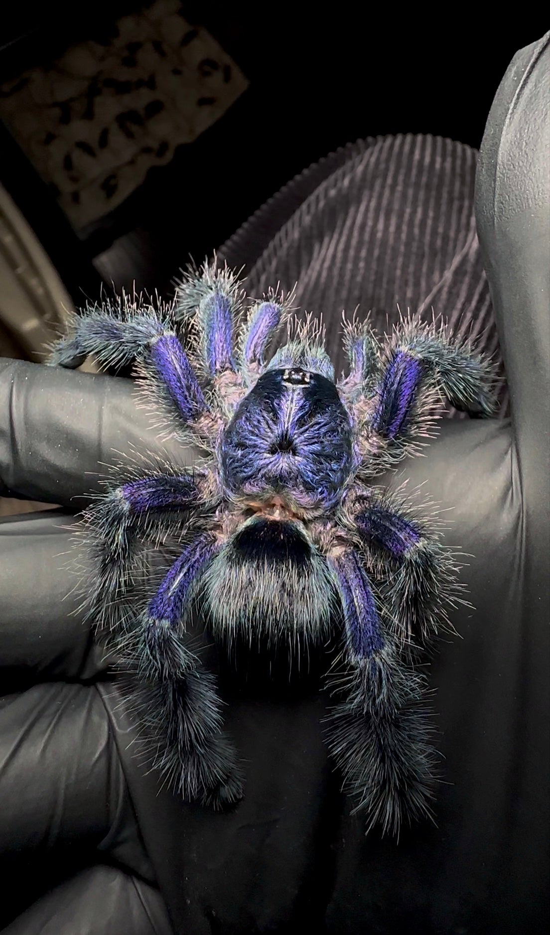 Avicularia sp. Ecuador - Royal Purple Pink Toe Tarantula on hand back side. Purple Tarantula