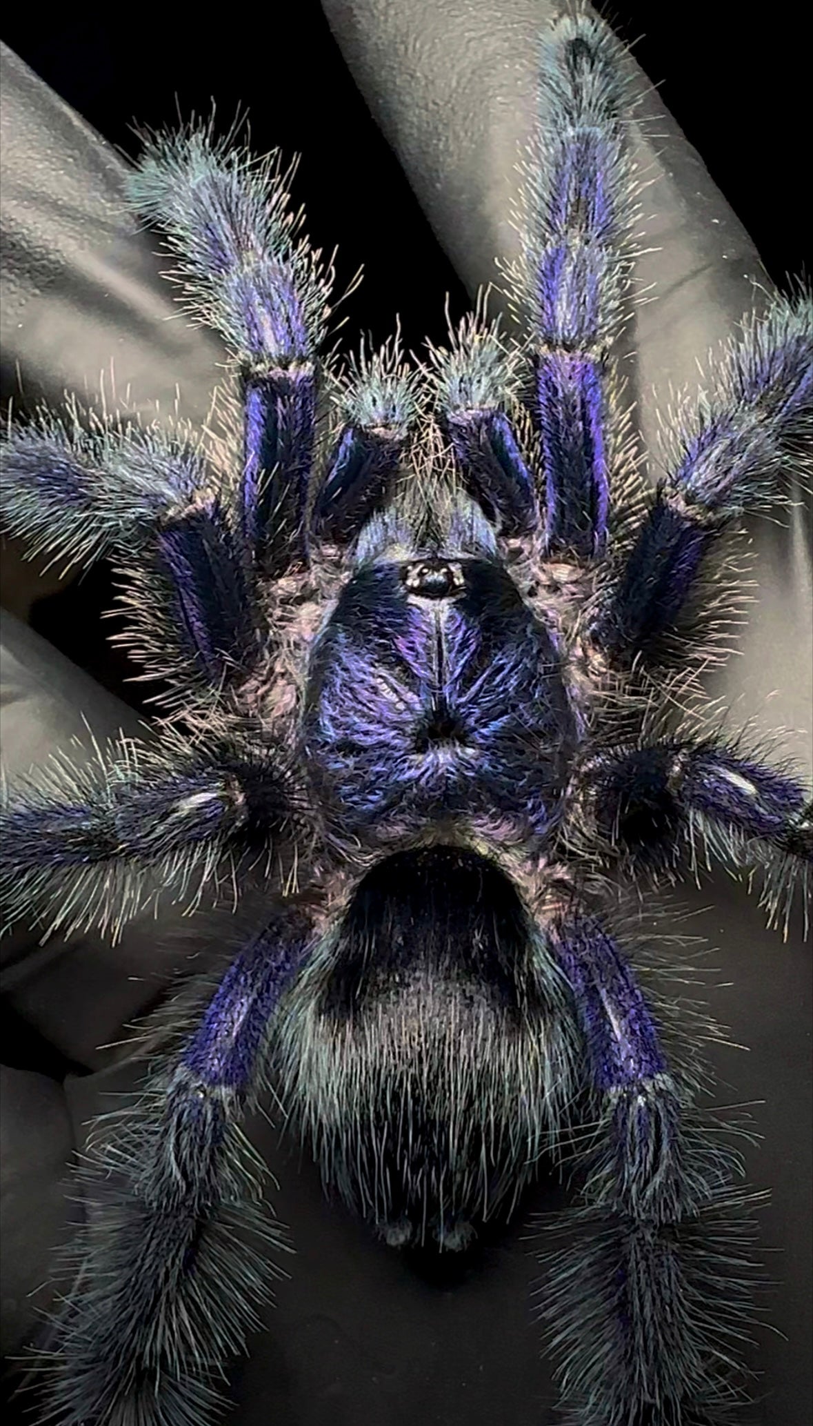 Close up Avicularia sp. Ecuador - Purple tarantula for sale