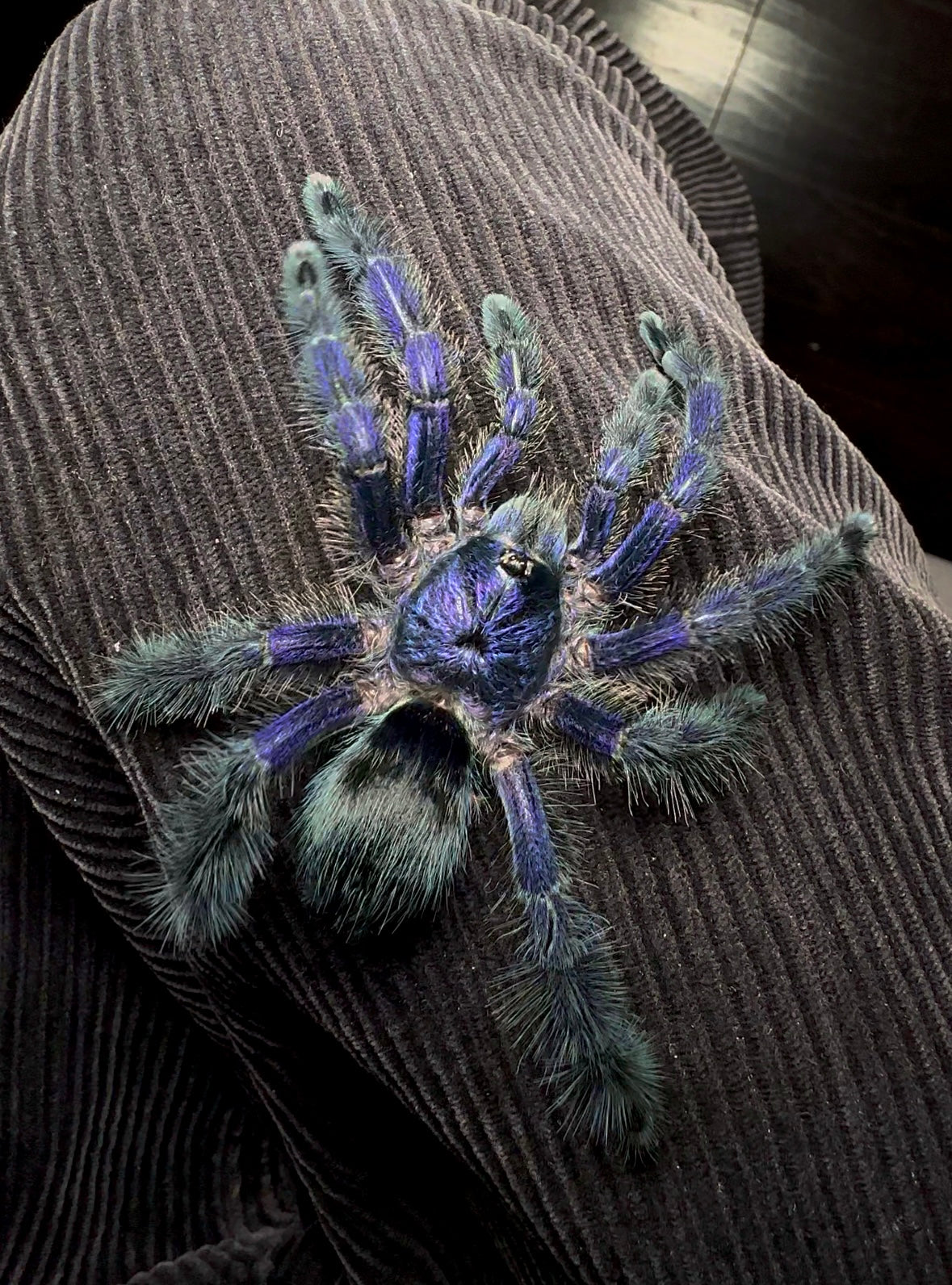 Avicularia sp. Ecuador - Royal Purple Pink Toe Tarantula on leg