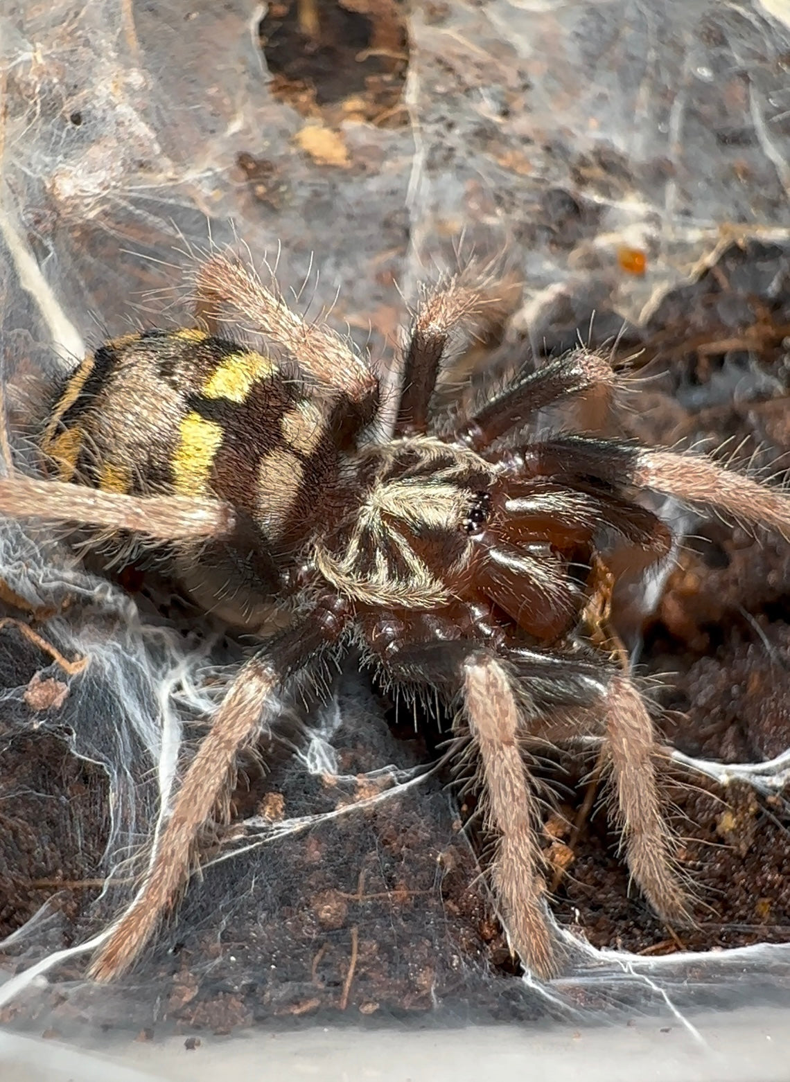 Theraphosidae sp. Yasuni for sale half inch sling
