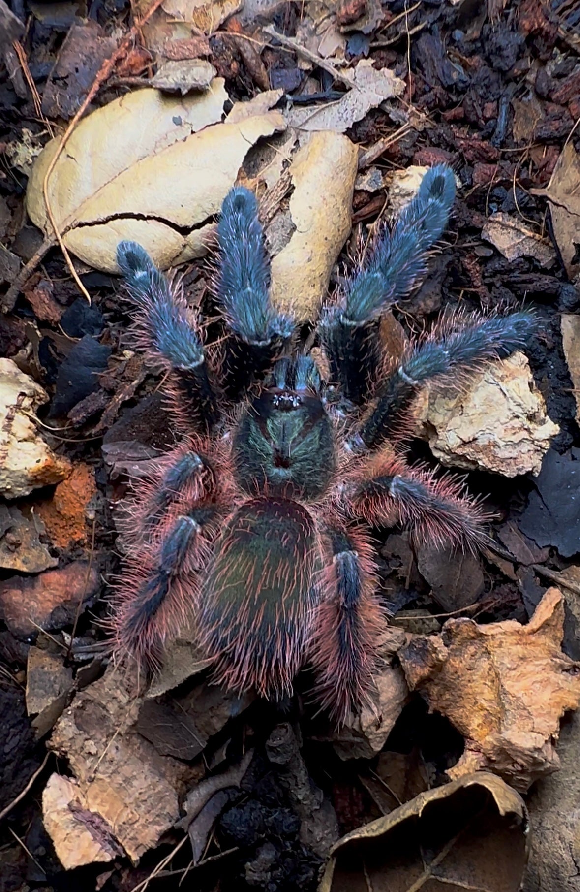 P. Victori juvenile female tarantula back side Mexican half and half
