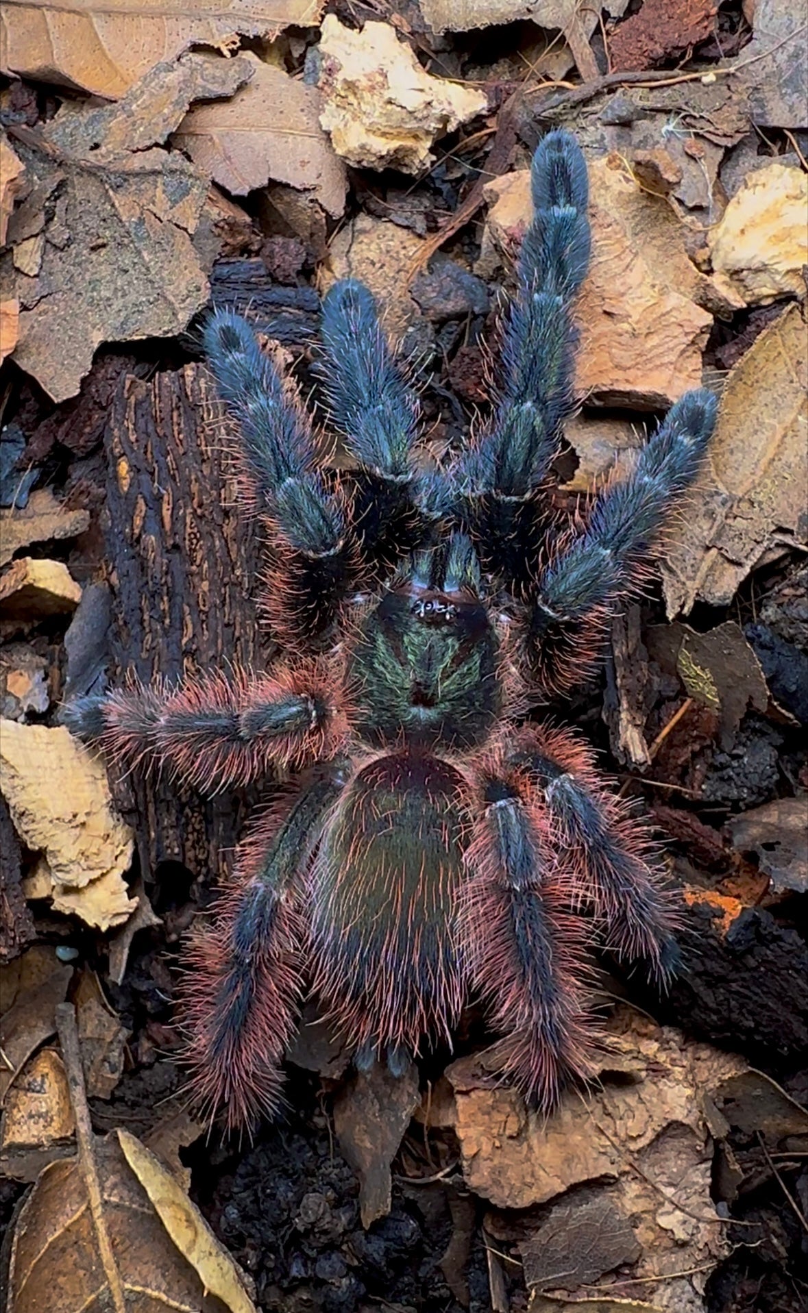 Darth maul tarantula female
