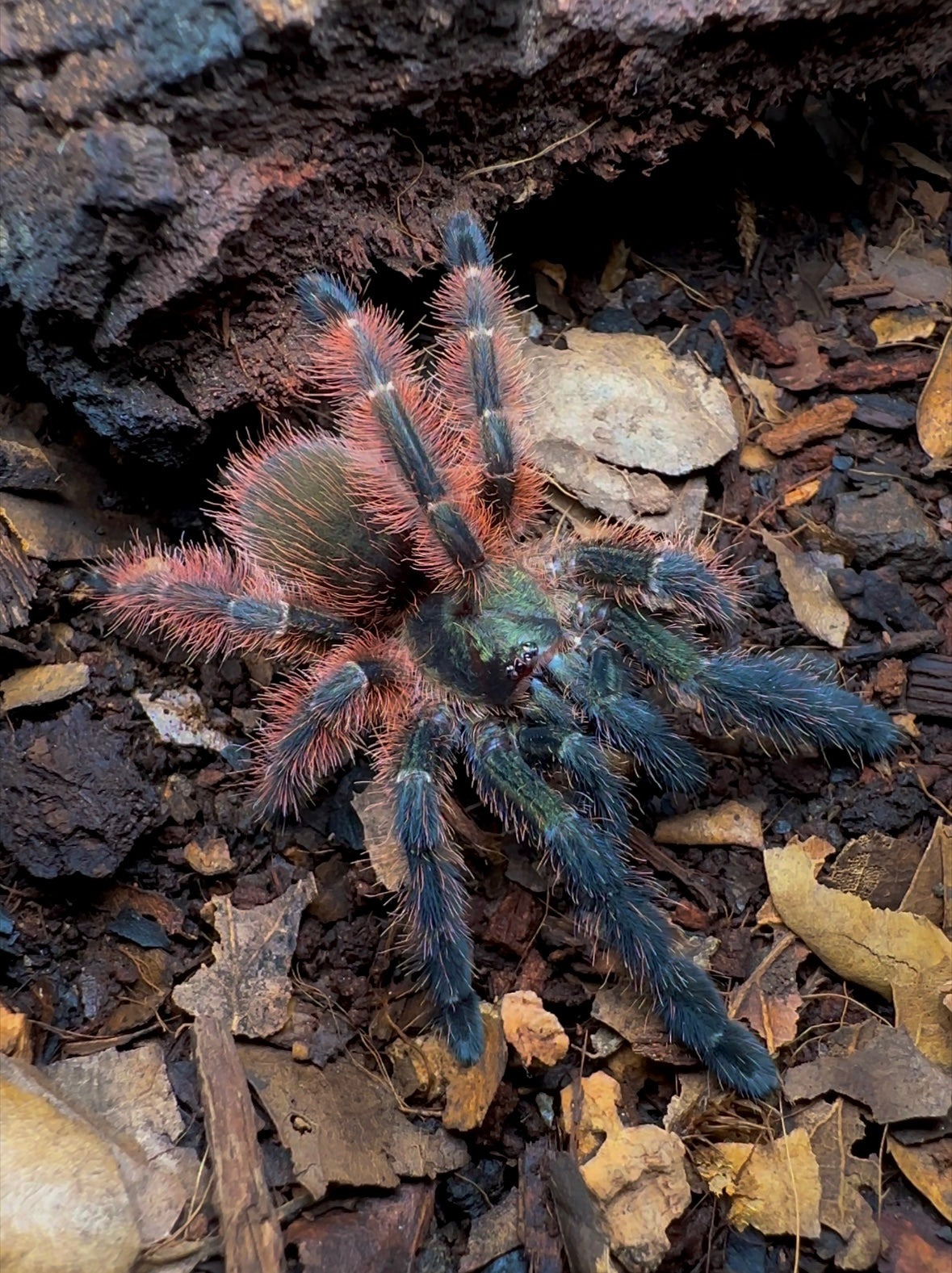 Psalmopoeus victori female tarantula close up