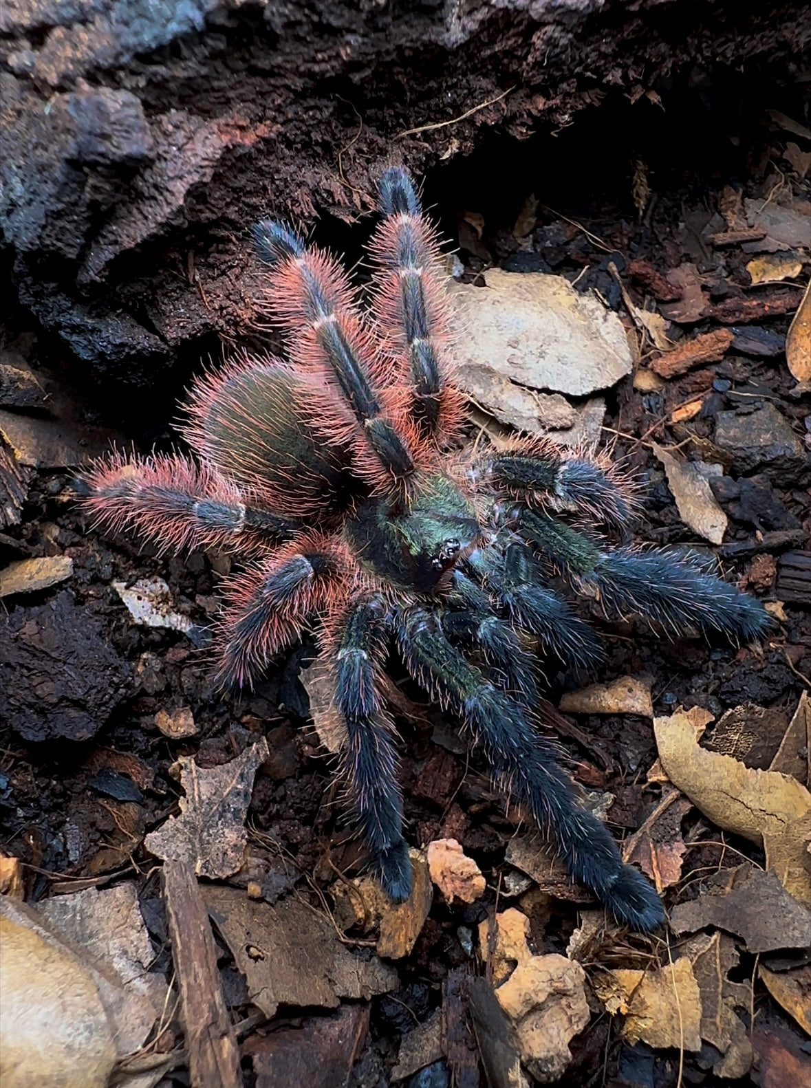 Mexican Half and Half female tarantula detail