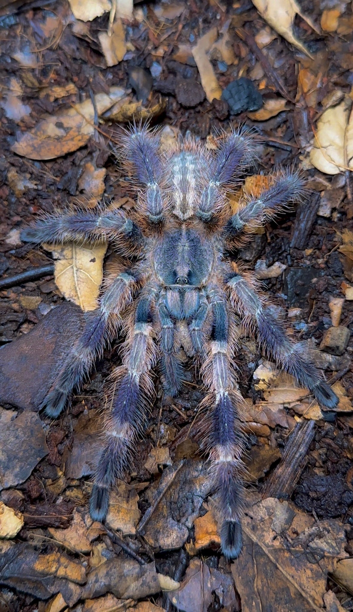 Poecilotheria miranda mature male