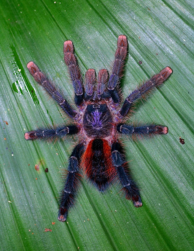 Avicularia hirschii adult female tarantula on a green leaf in the wild