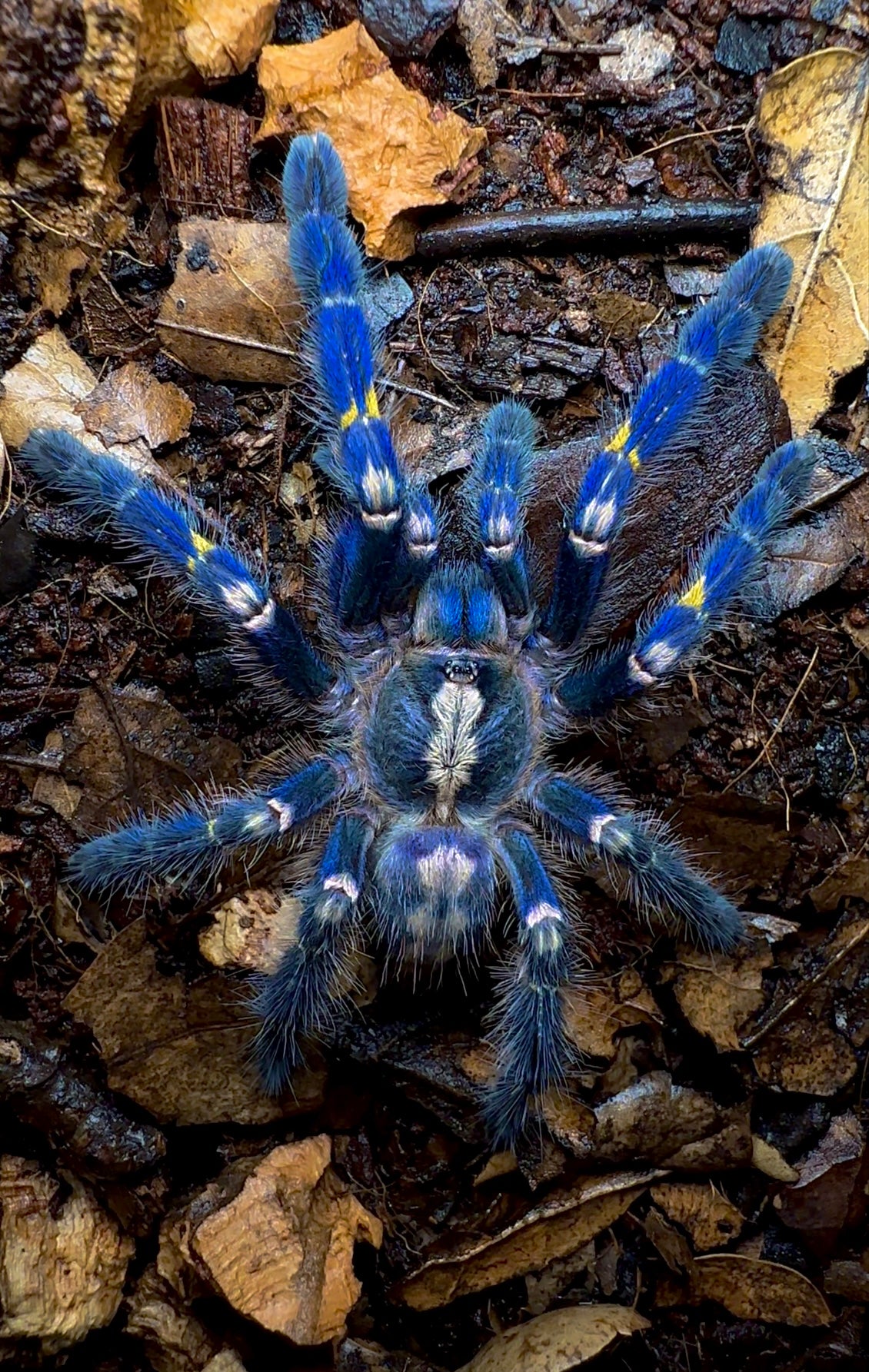 Poecilotheria metallica communal for sale! 4 inch Gooty Sapphire Tarantula