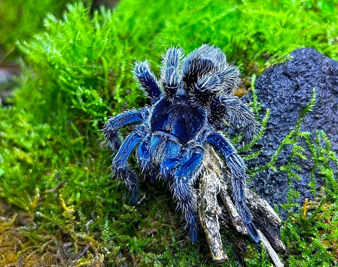 Thrixopelma sp. blue dwarf tarantula close up front side
