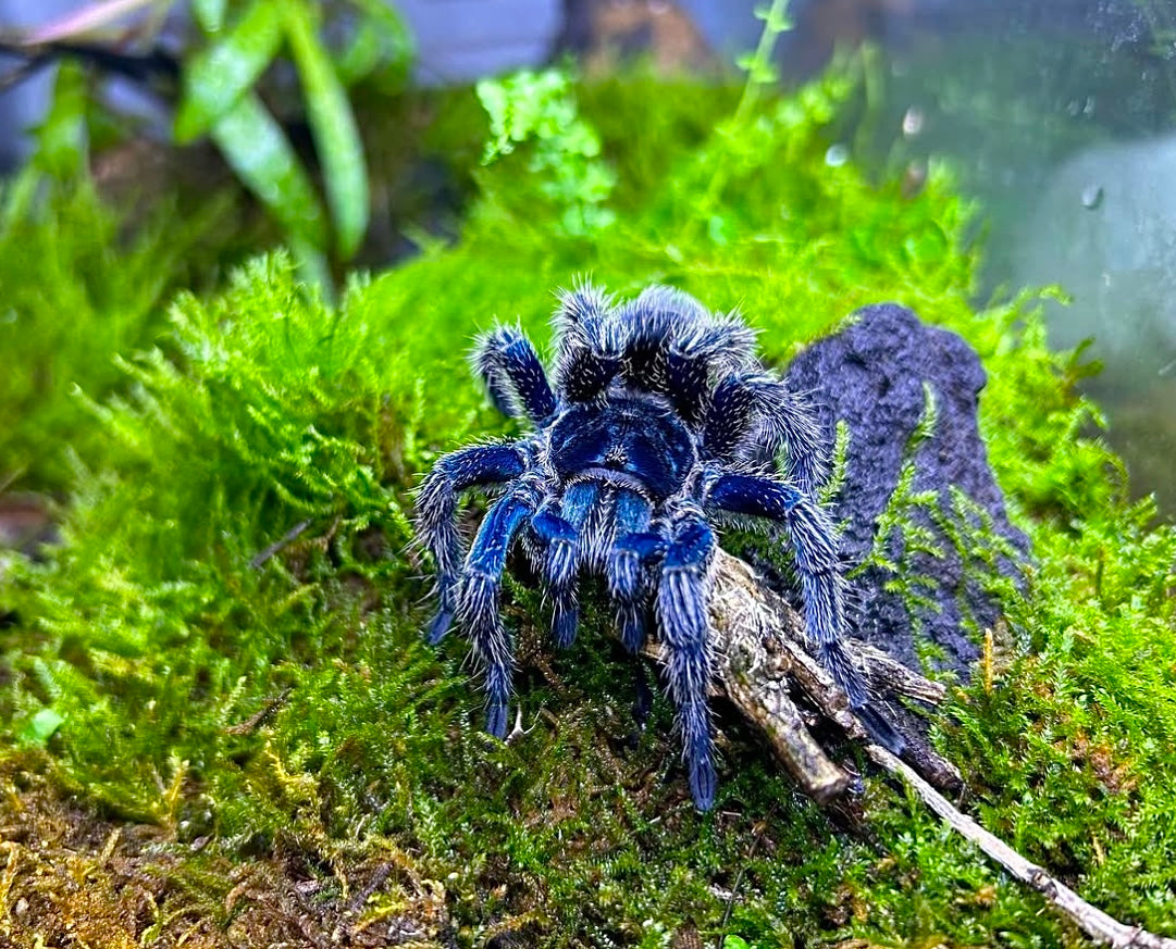 Hoemeomma sp. blue for sale. Thrixoplma sp. blue dwarf for sale