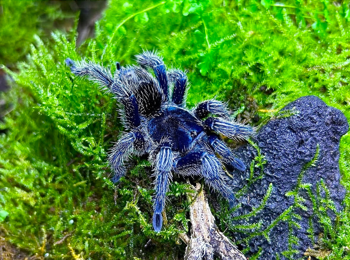 Cobalt Blue Rump - Thrixopelma cyaneolum adult female tarantula close up on grass