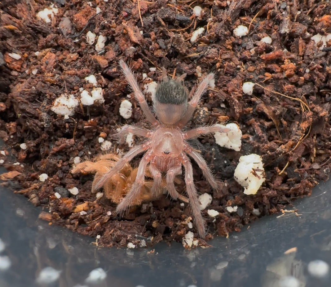 Aphonopelma moorea Mexican jade fuego tarantula 1 inch female