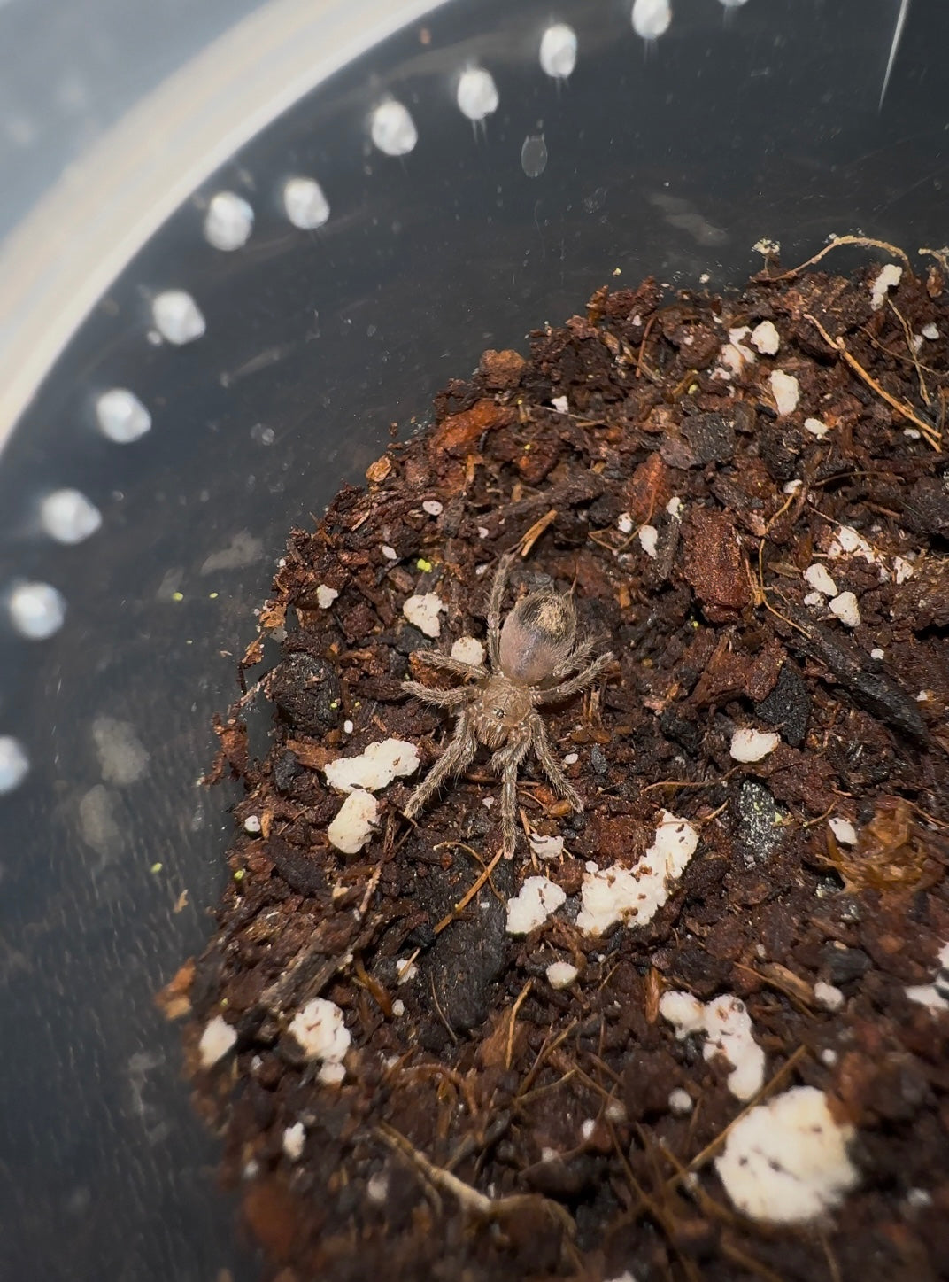 Aphonopelma moorea 0.25 inch unsexed sling