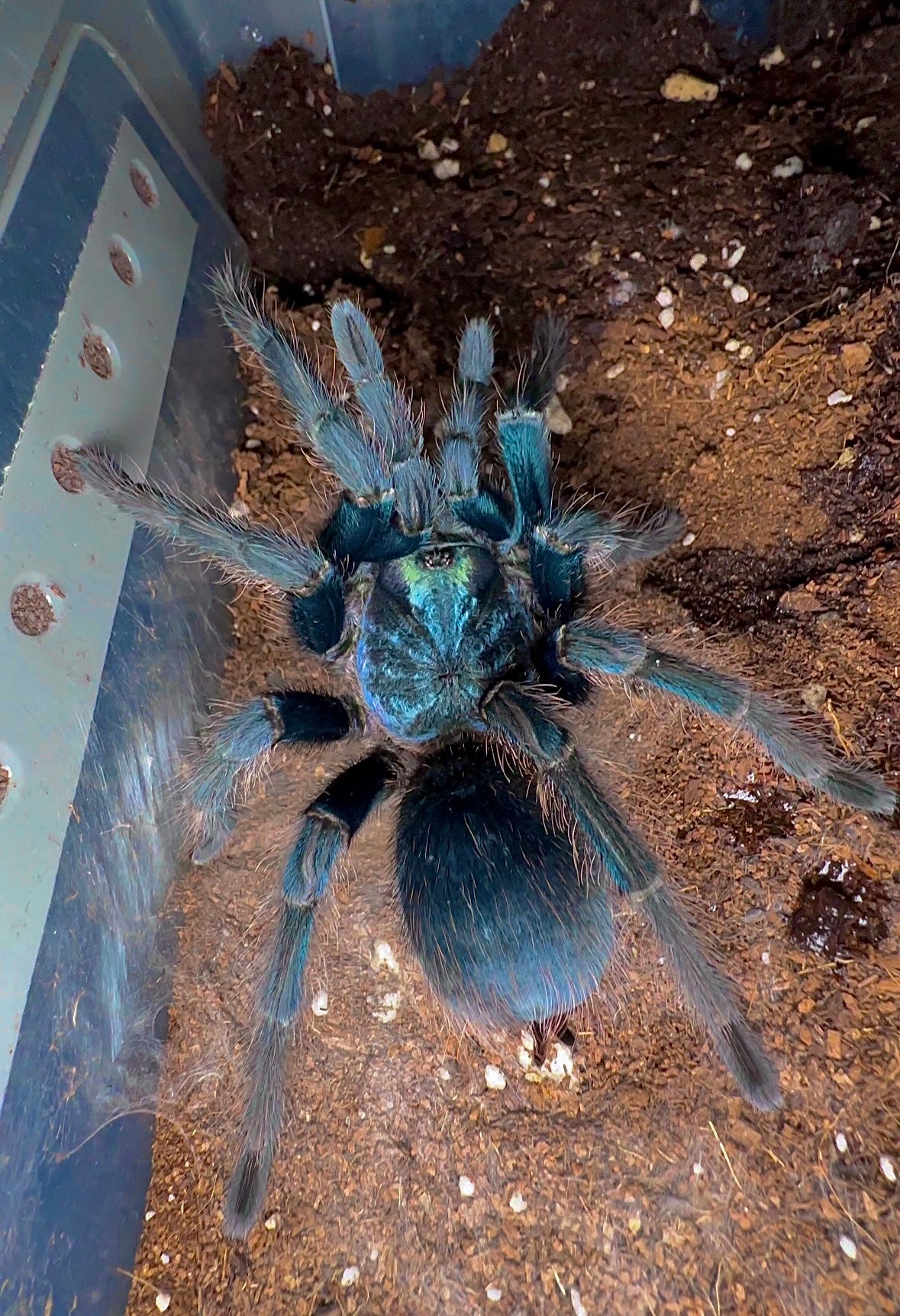 Phormictopus sp. Full green Goliath Green Bird Eater adult female 8+ inch