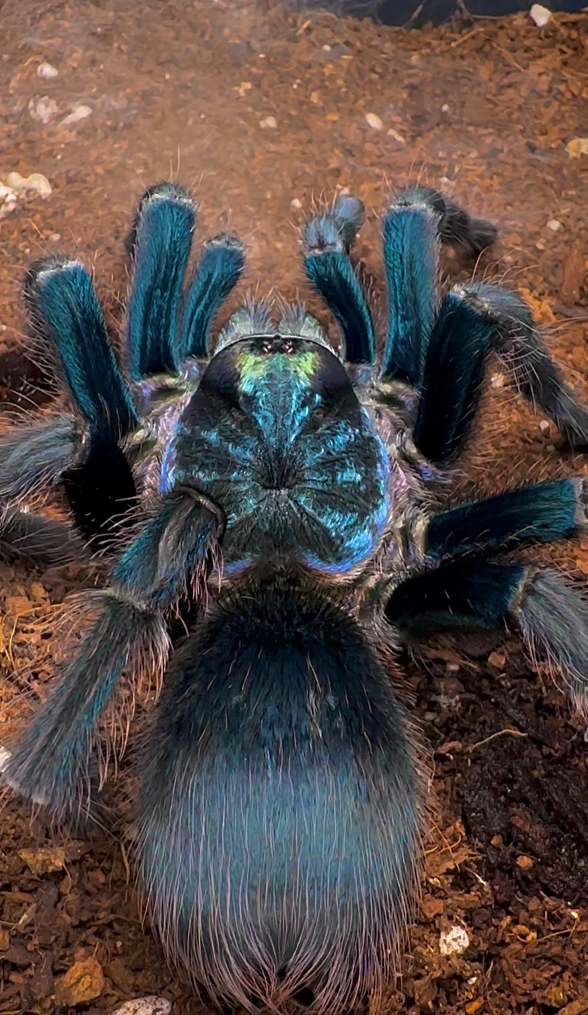 Phormictopus sp. Full green Tarantula Adult female close up