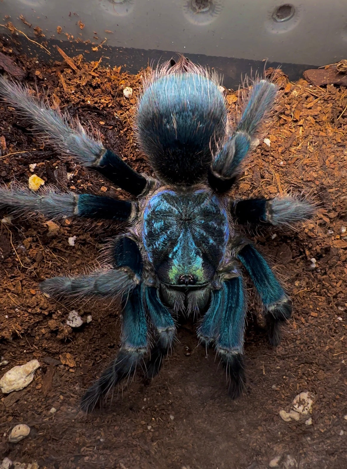 Goliath Green Bird Eater Tarantula full size Phormictopus sp. full green