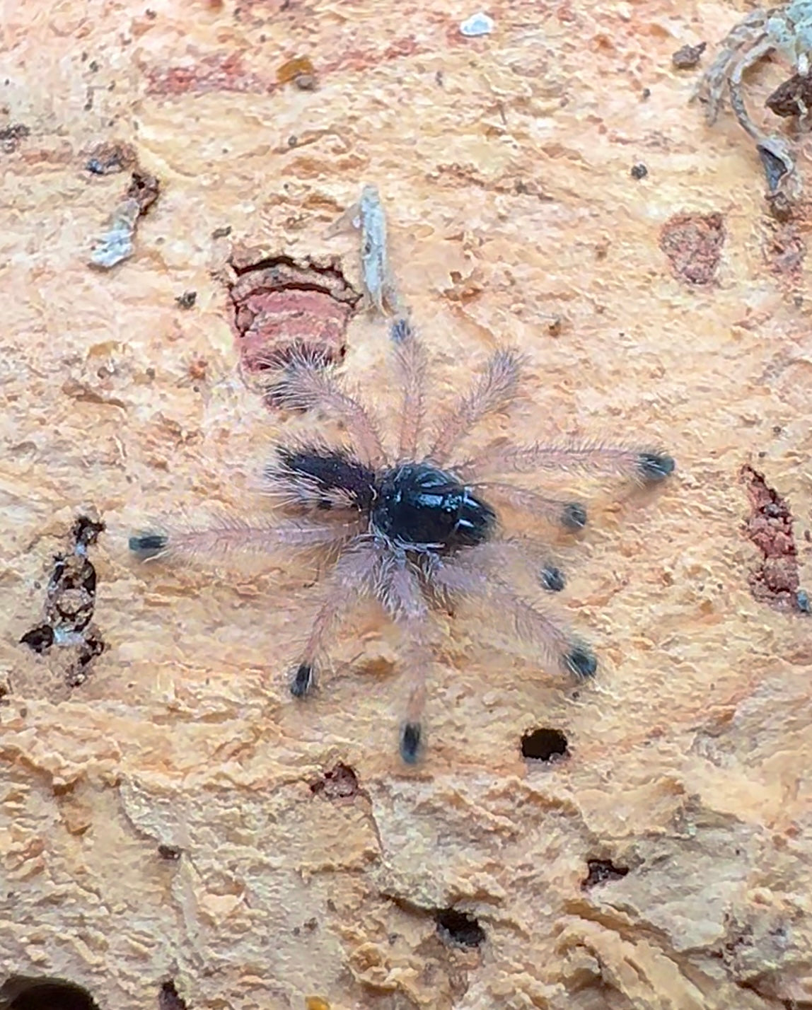 Avicularia minatrix baby tarantula - 2nd in-star sling