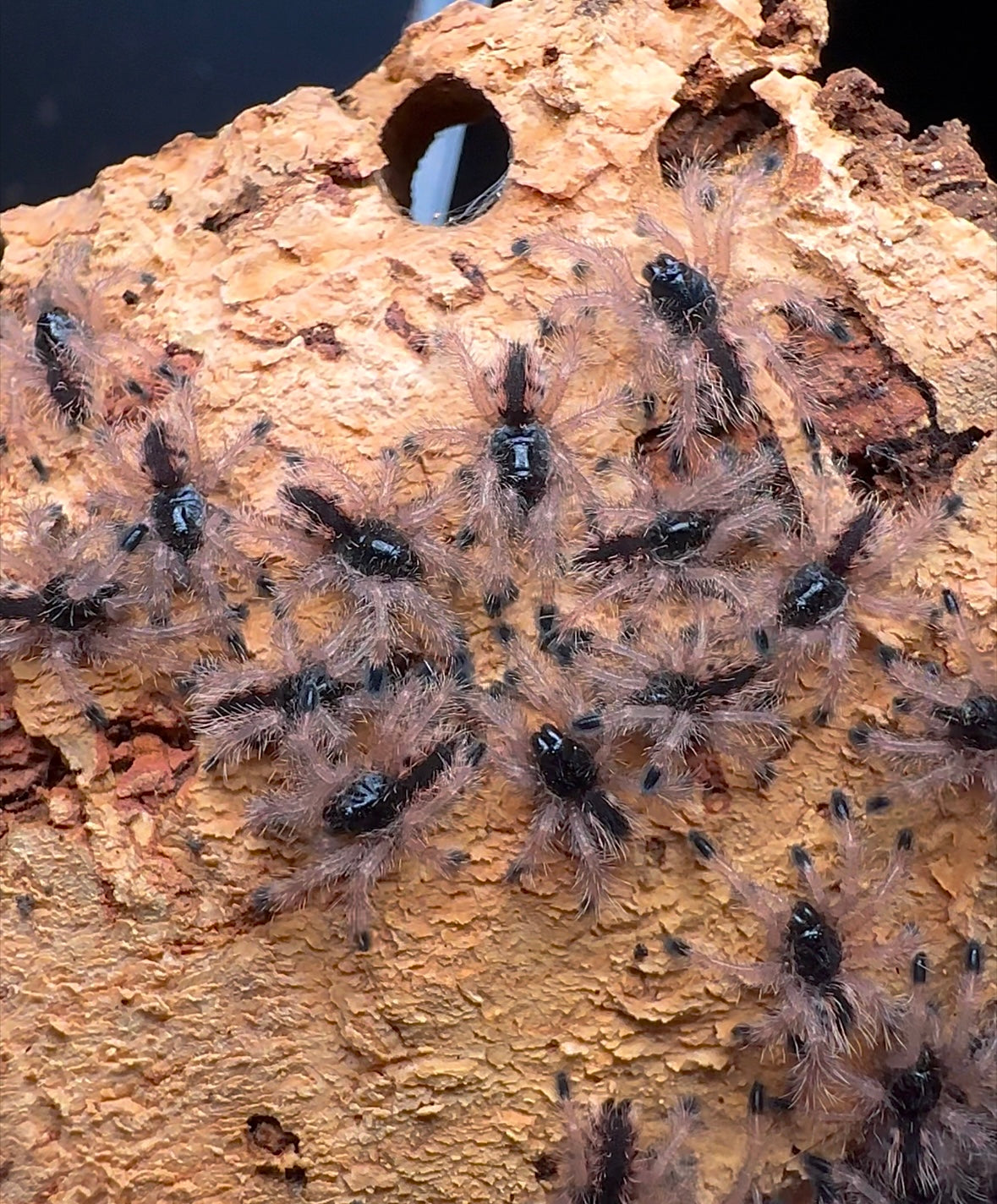Baby Avicularia minatrix communal tiger flame pinktoe sling