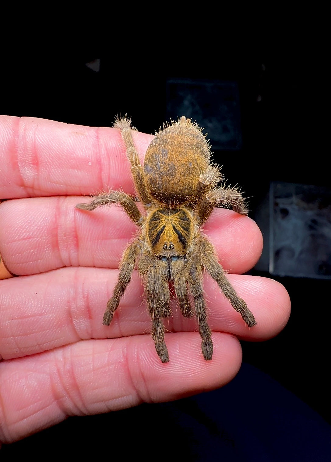 Trinidad olive paired adult female tarantula on hand