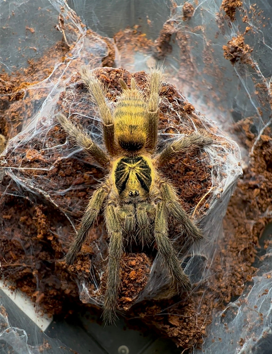 Incei olive female tarantula close up