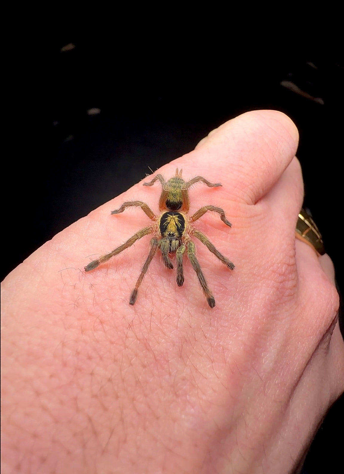 Trinidad olive juvenile on hand incei olive