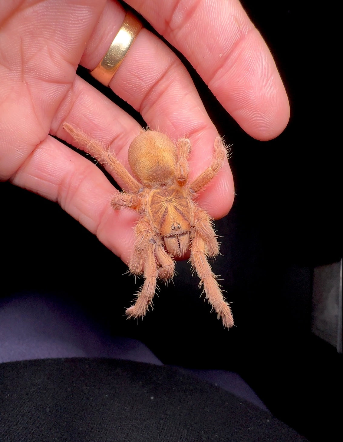 Neoholothele incei gold tarantula on hand