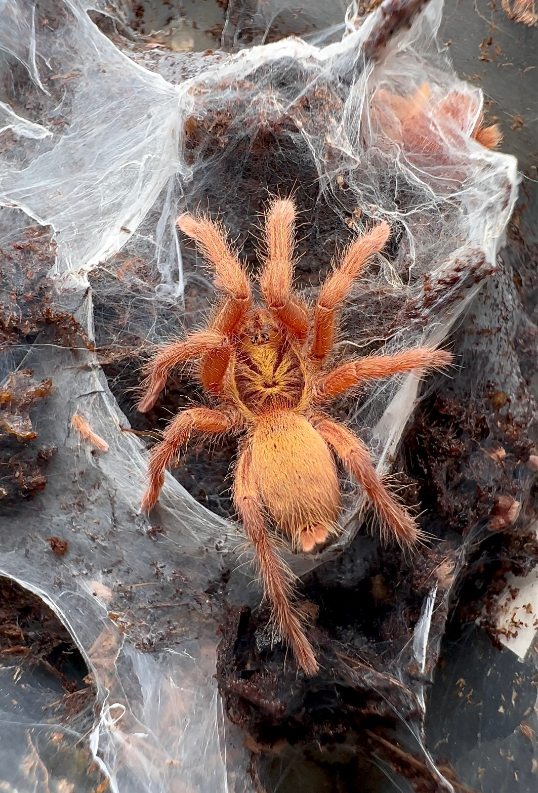Trinidad olive tarantula golden color form