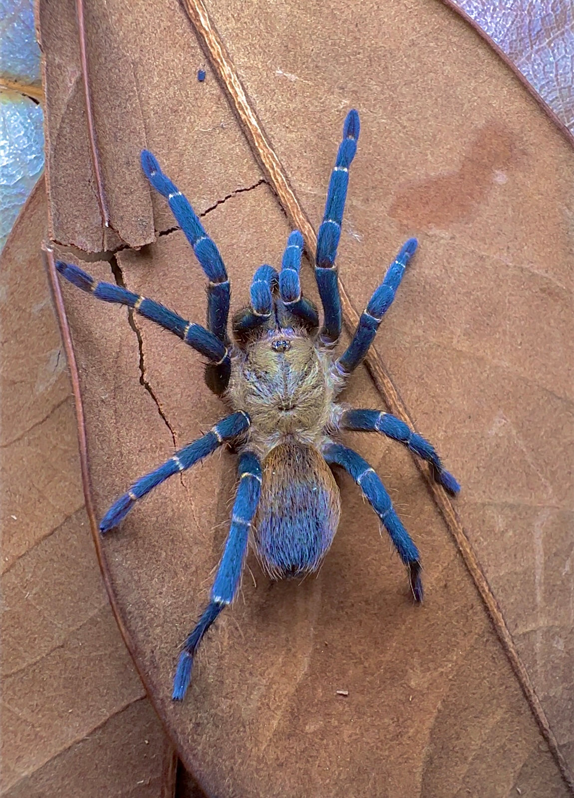 Theraphosidae sp. Kingfisher female tarantula on leaf
