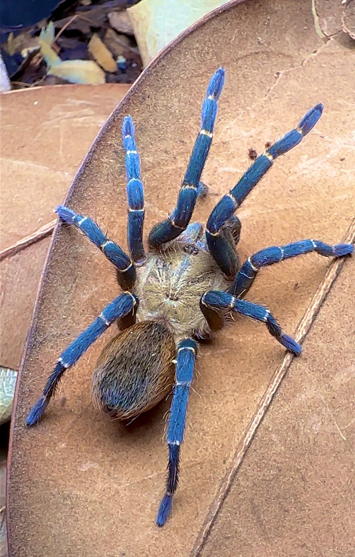 Royal Blue Beauty Tarantula T. Sp. Kingfisher close up detail