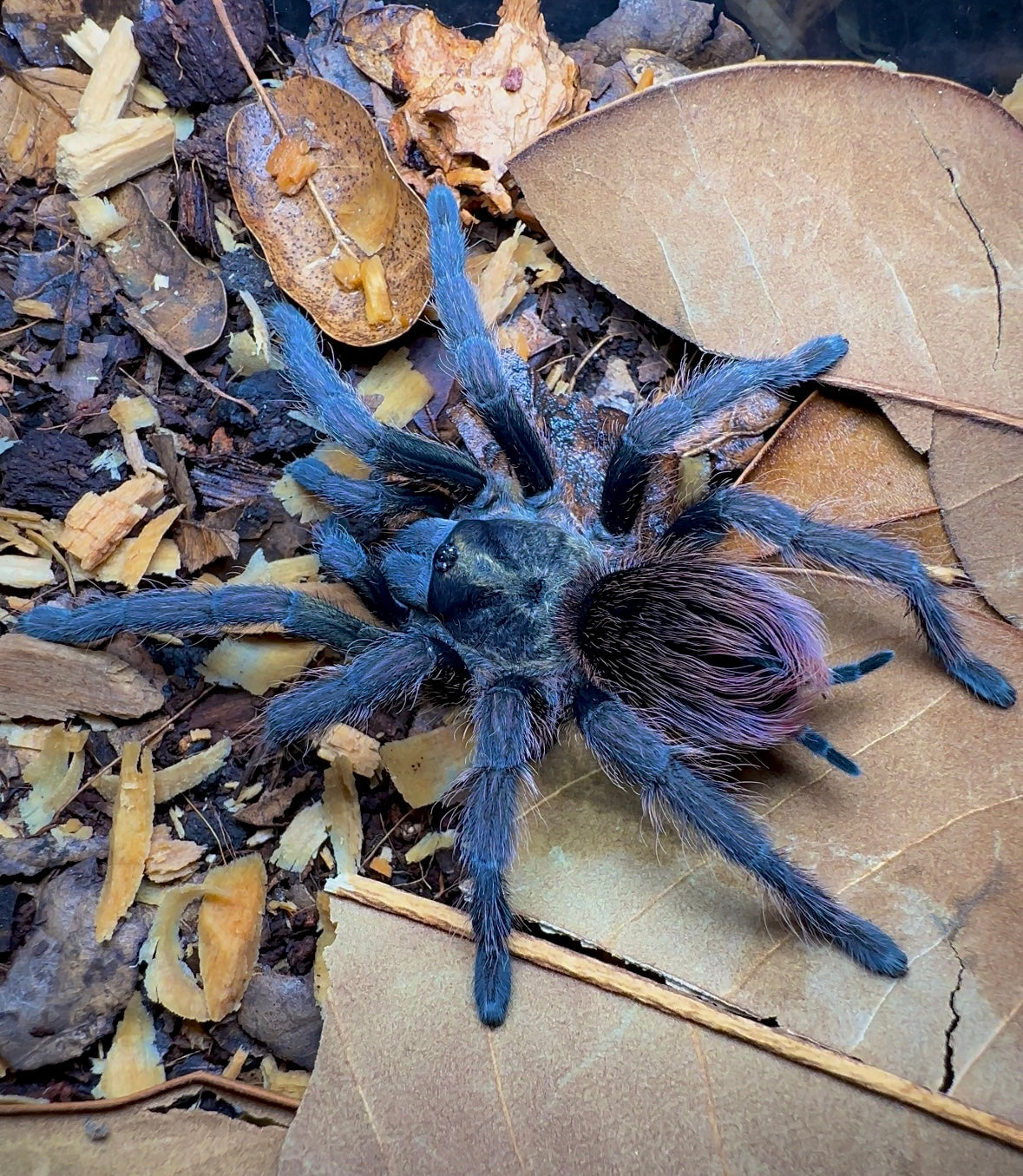 Adult female Phormictopus sp Sierra Del Borocco