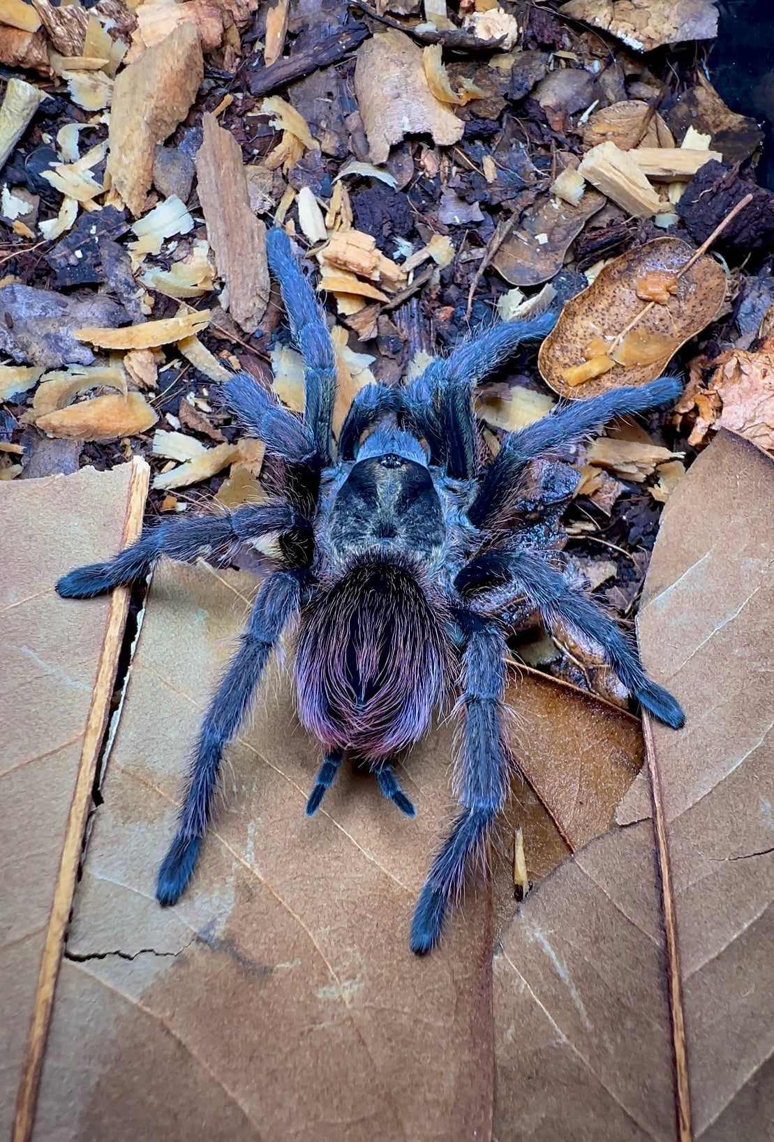 Goliath midnight nebula full size Phormictopus sp. Sierra Del Borocco