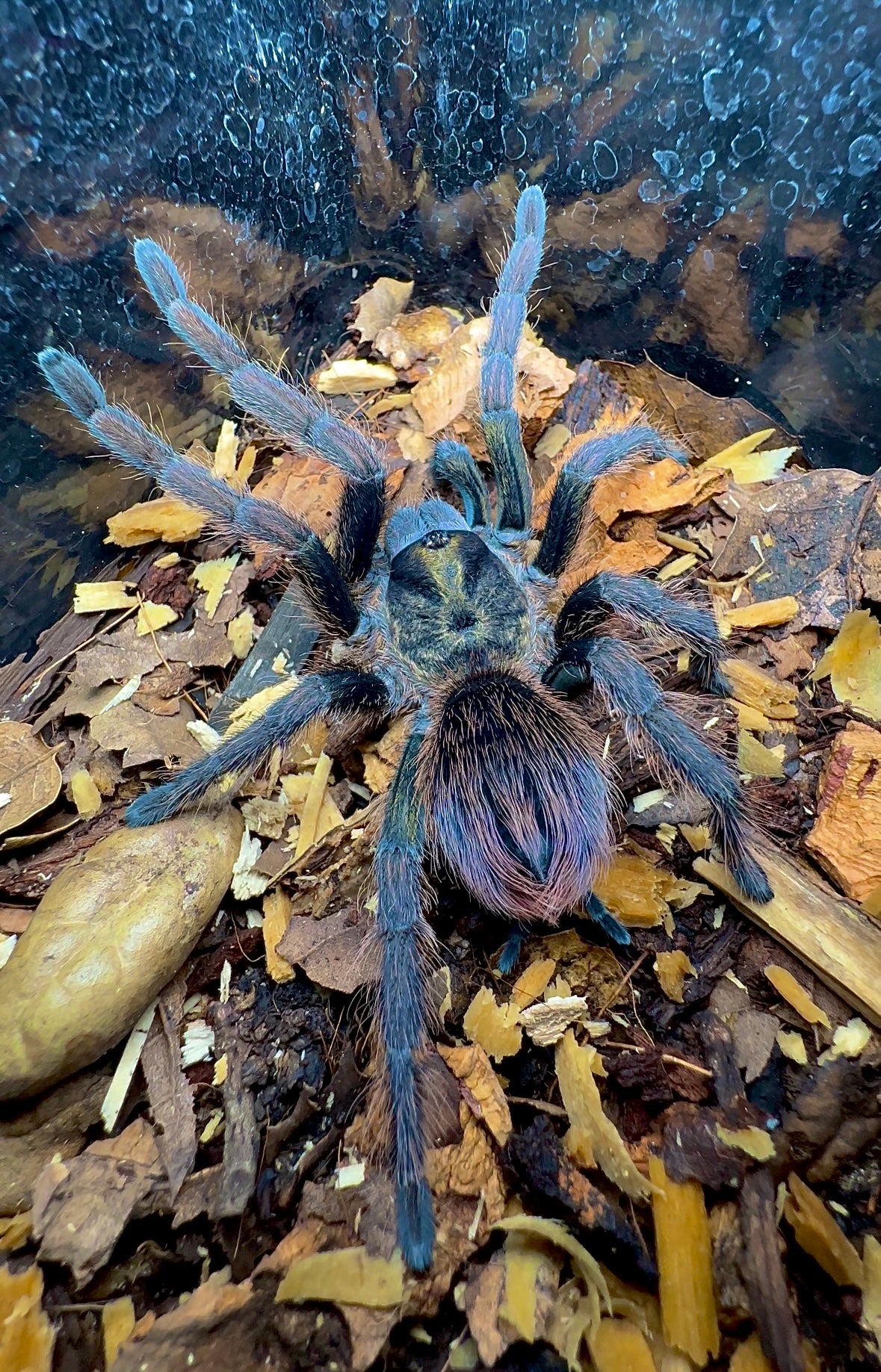 Phormictopus sp Sierra Del Borocco female tarantula