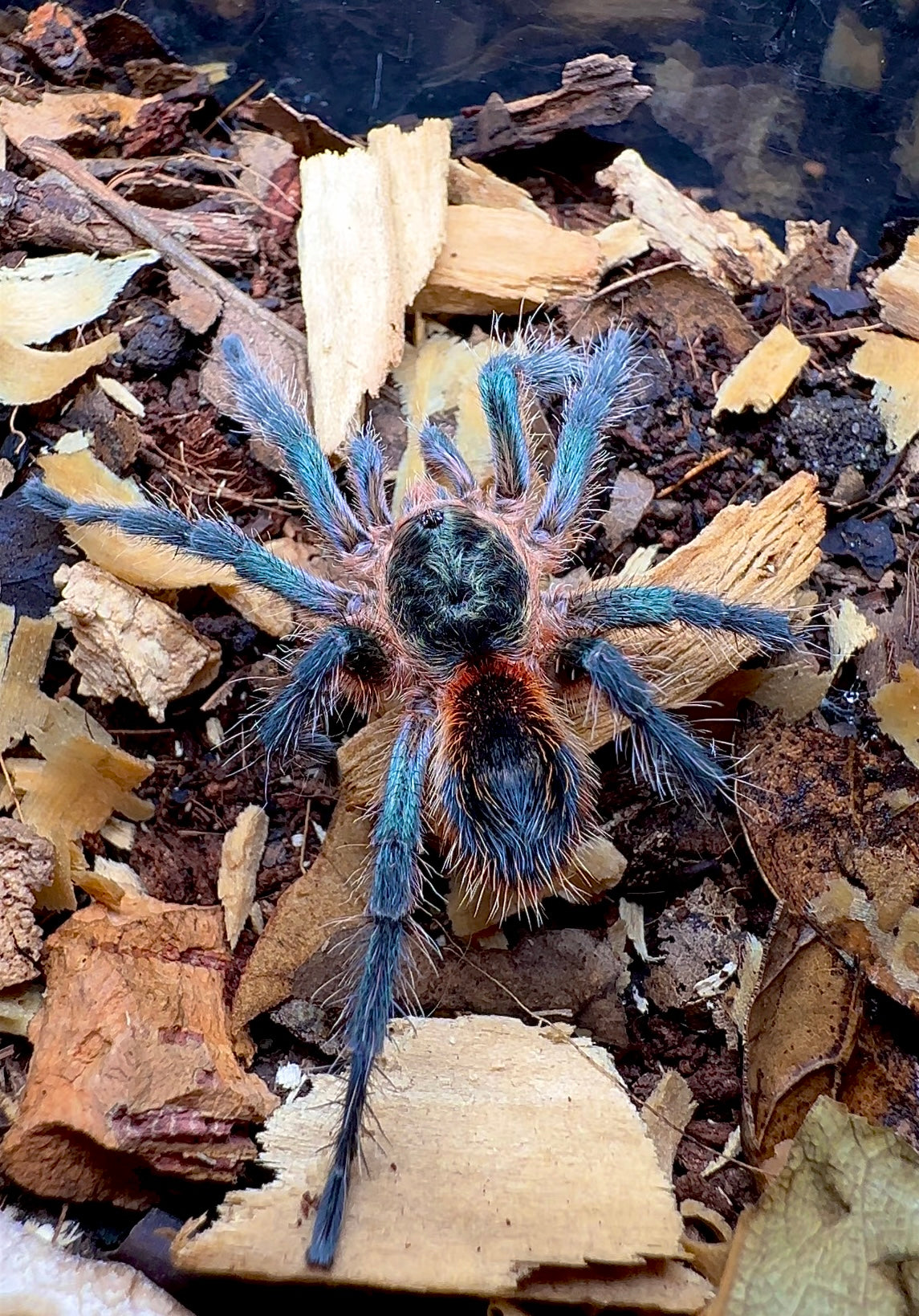 Mature male Euathlus smaragd tiger tarantula close up back side!