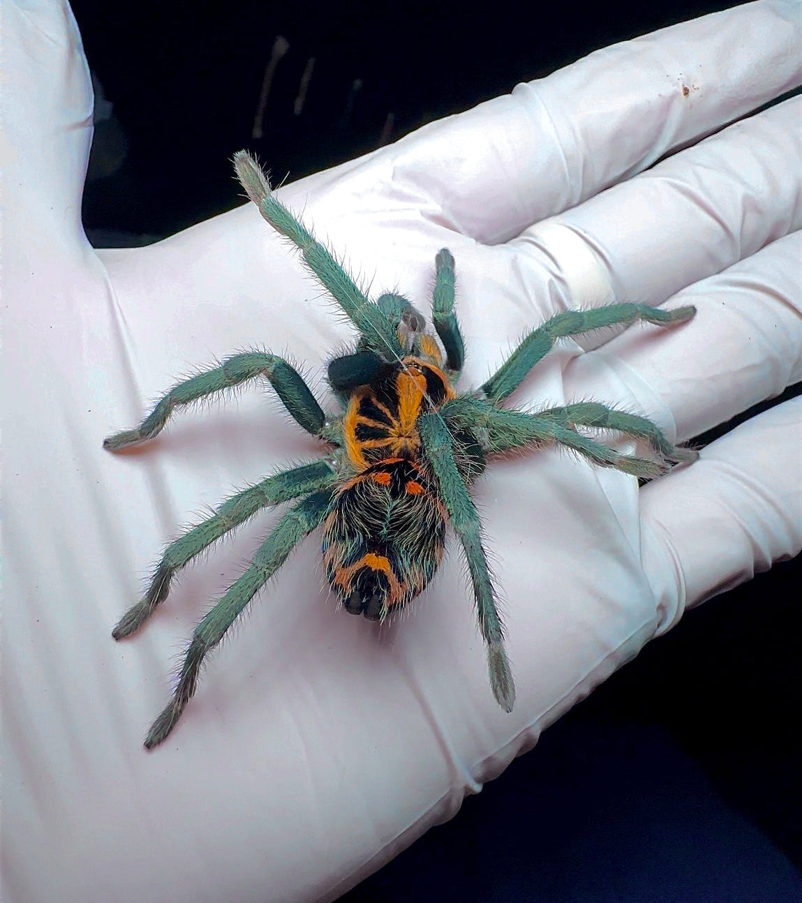Holding Theraphosidae sp. Yasuni female tarantula on my hand