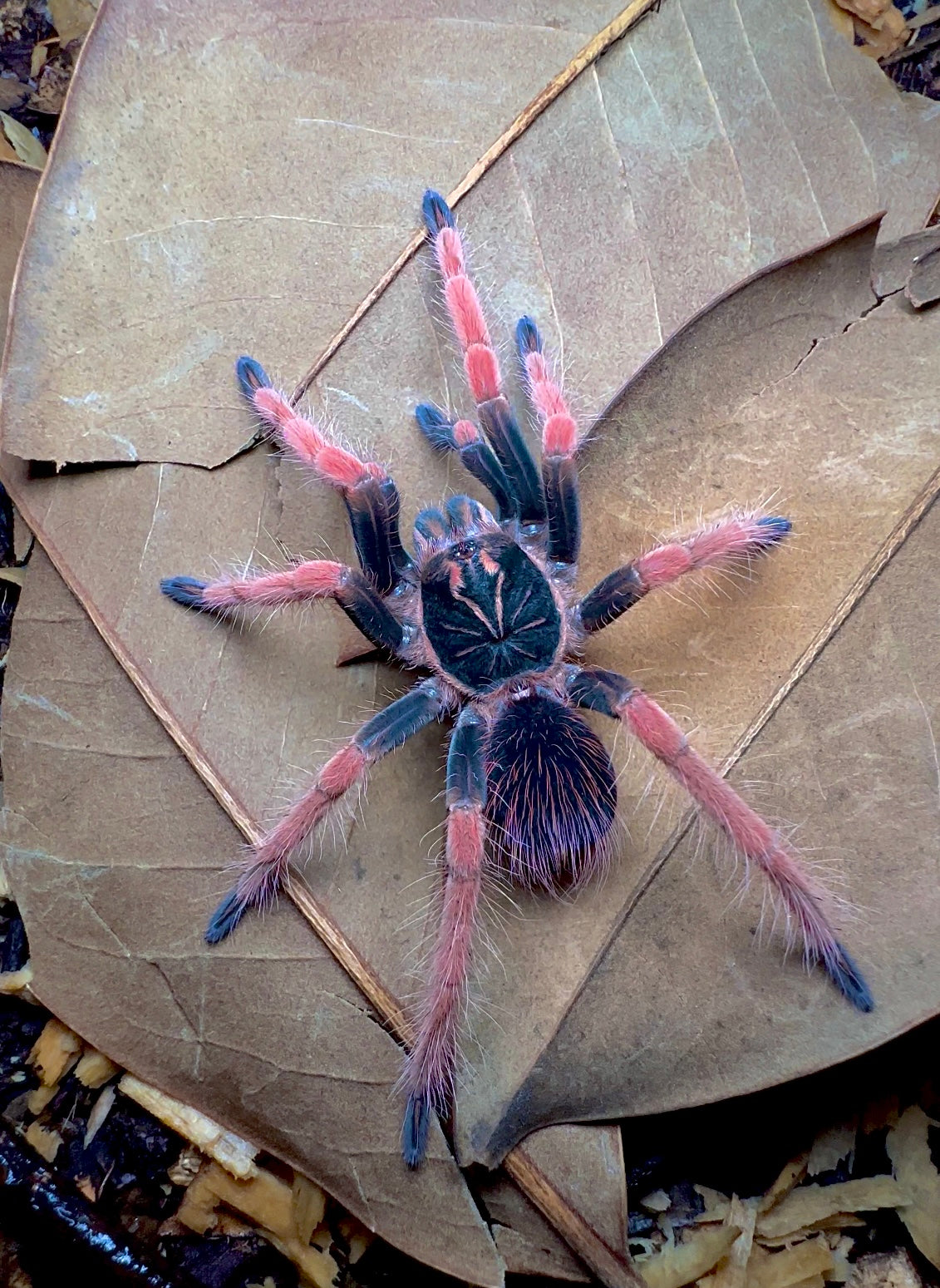 Pamphobeteus solaris female tarantula
