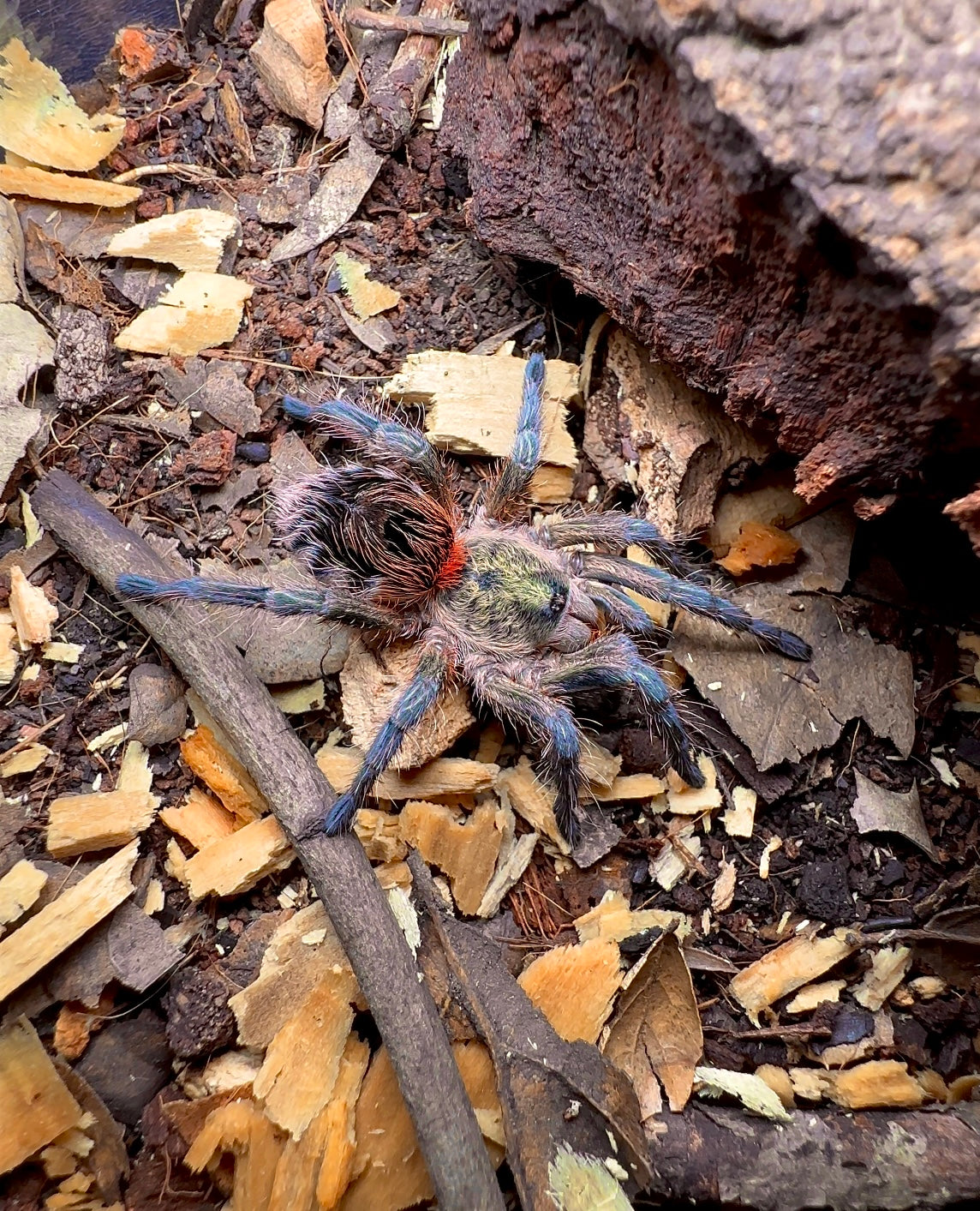 Euathlus Manicata gold tarantula on forest floor