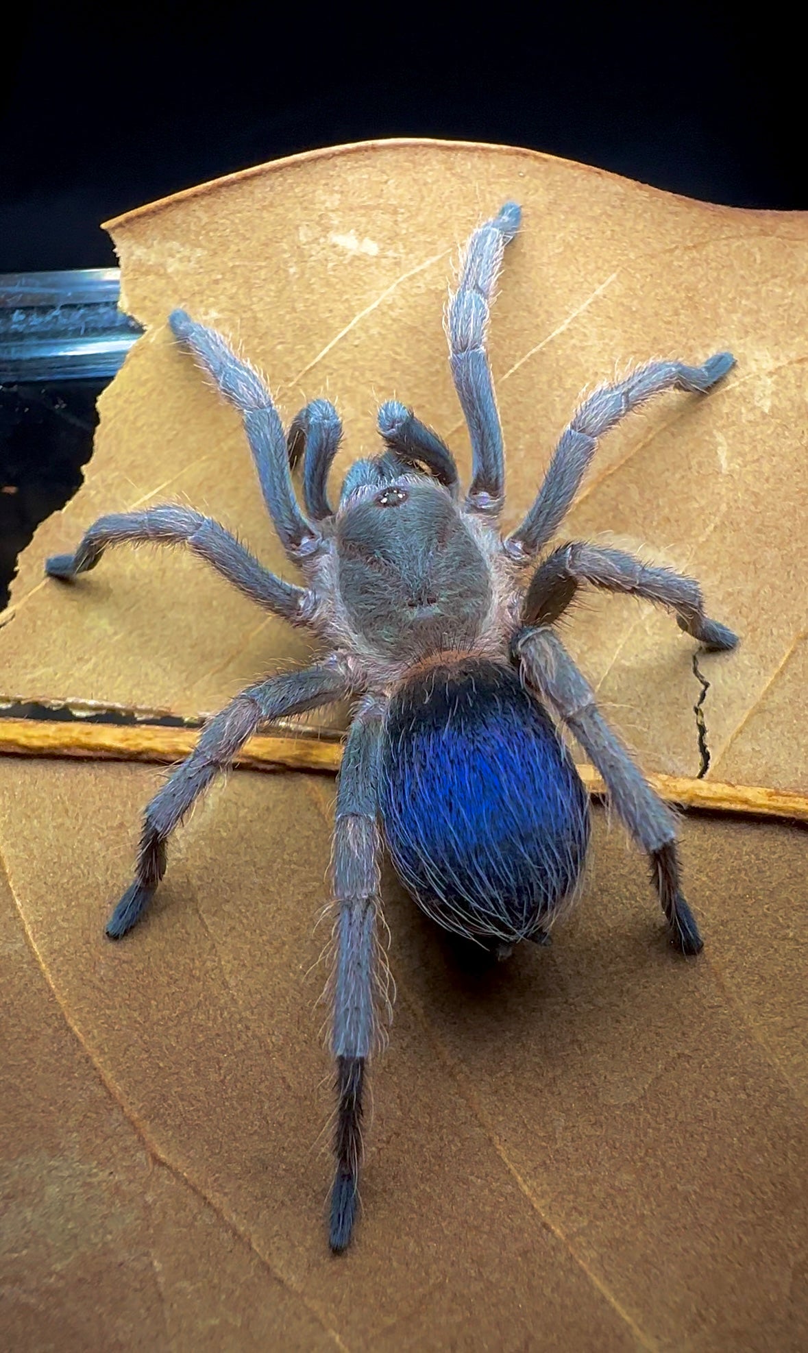 Psuedohapalopus sp. blue adult female back side