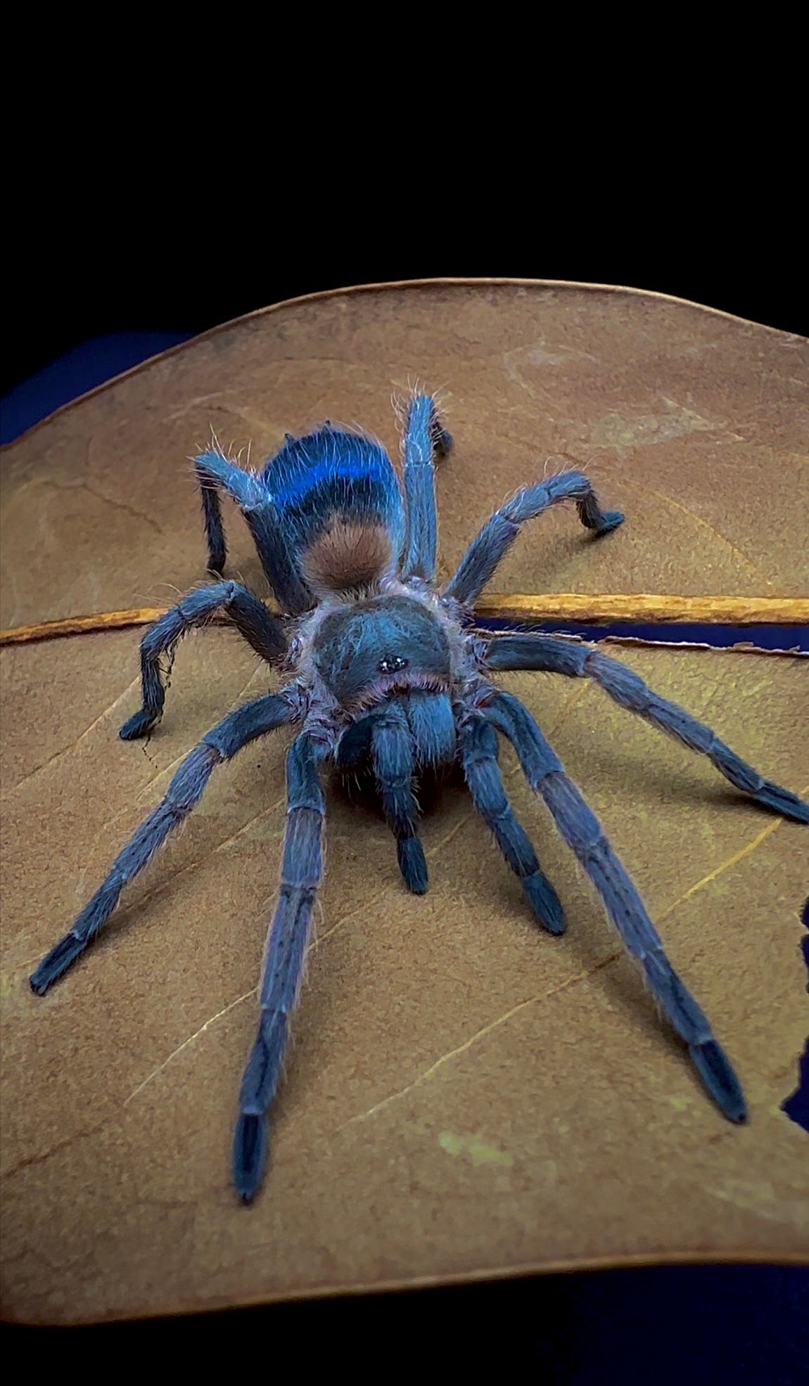 Blue dwarf bottle booty tarantula