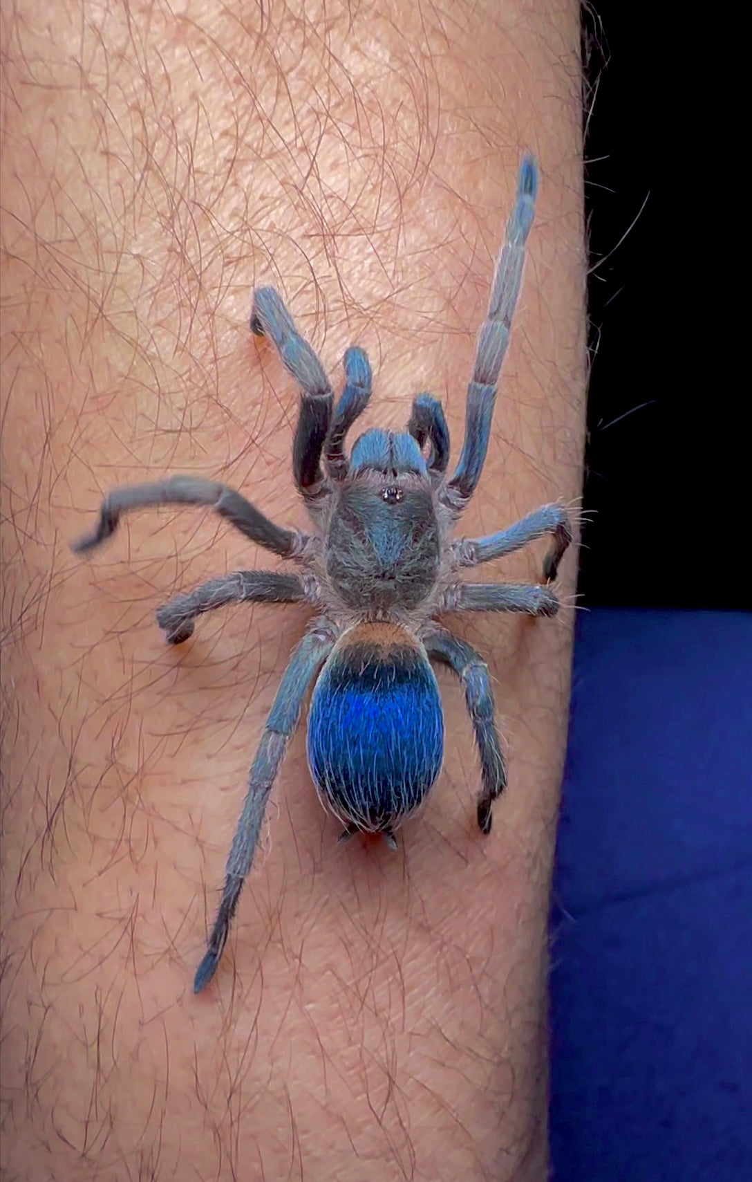 Psuedohapalopus sp. blue female on hand
