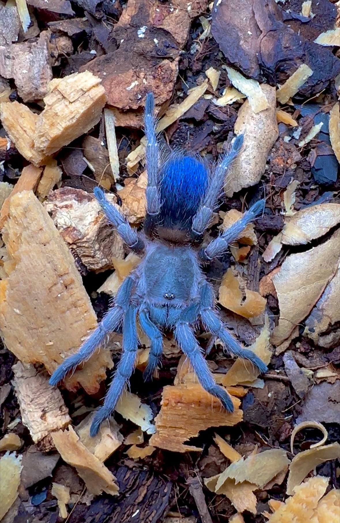 Psuedohapalopus sp. blue detail