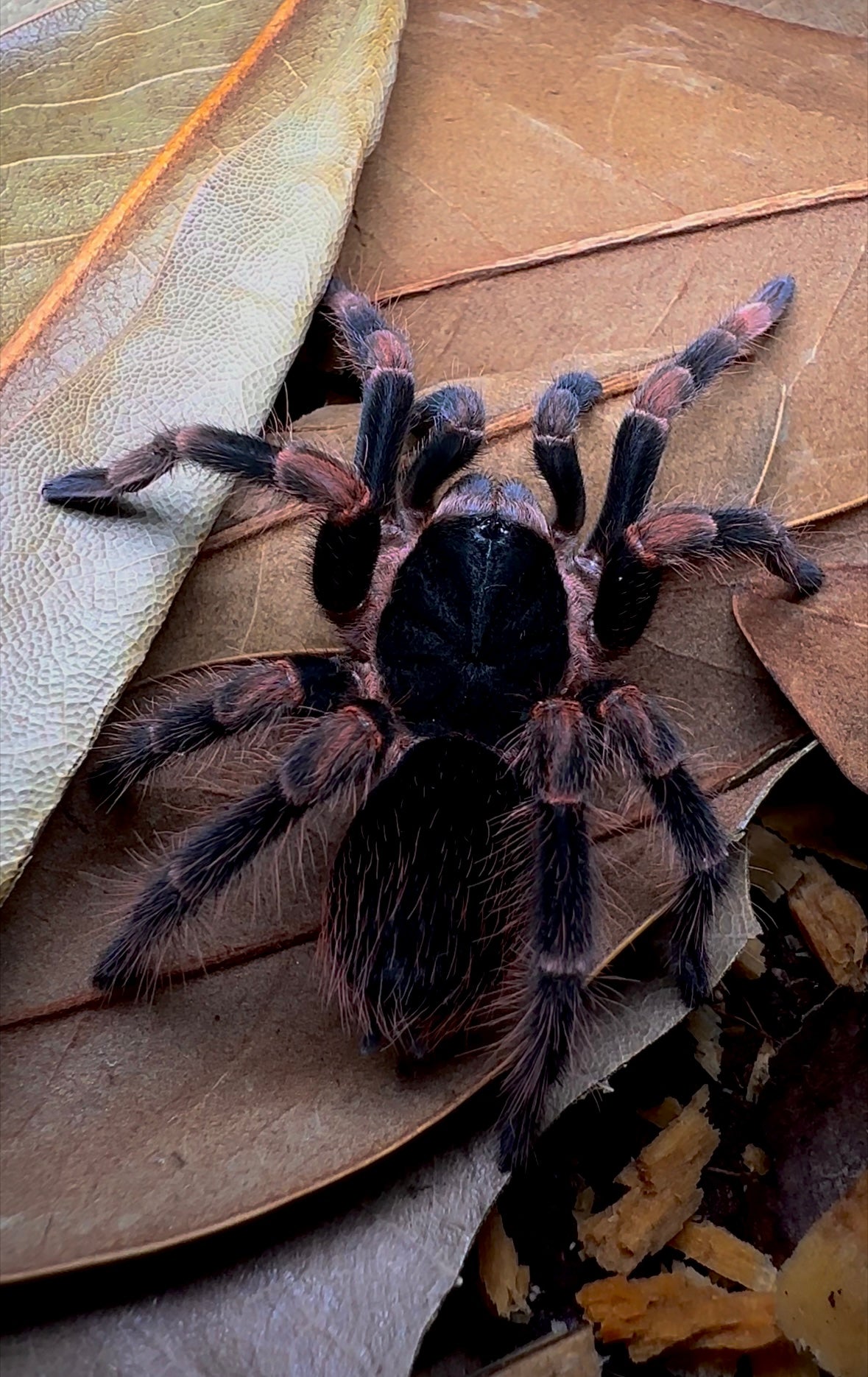 Costa Rican Redleg confirmed female tarantula for sale