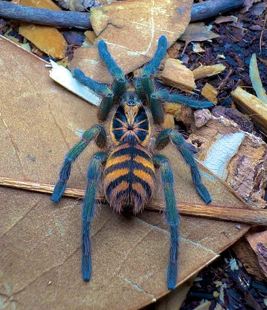 Columbian Bumblebee Tarantula Adult female on leaf litter